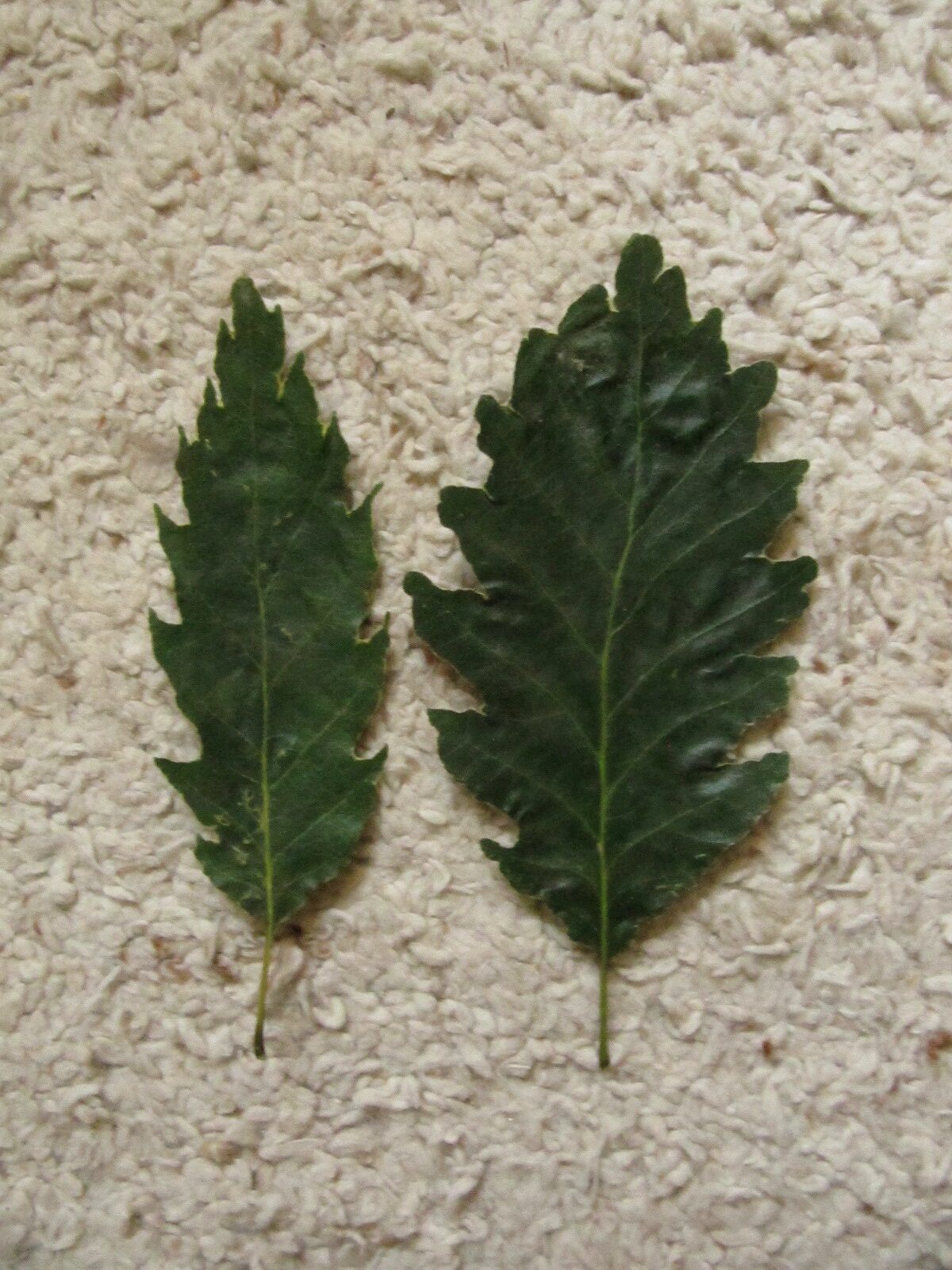 Quercus petraea 'Insecata' - Bonn - Mai 2022