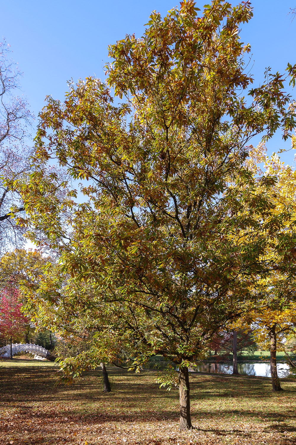 Quercus mongolica subsp. crispula - Wörlitzer Park - Okt. 2021