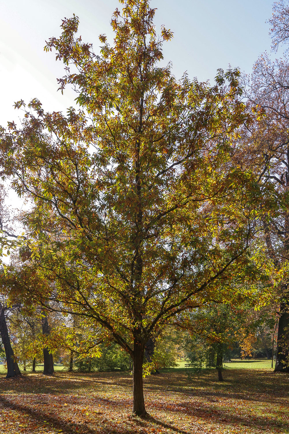 Quercus mongolica subsp. crispula - Wörlitzer Park - Okt. 2021