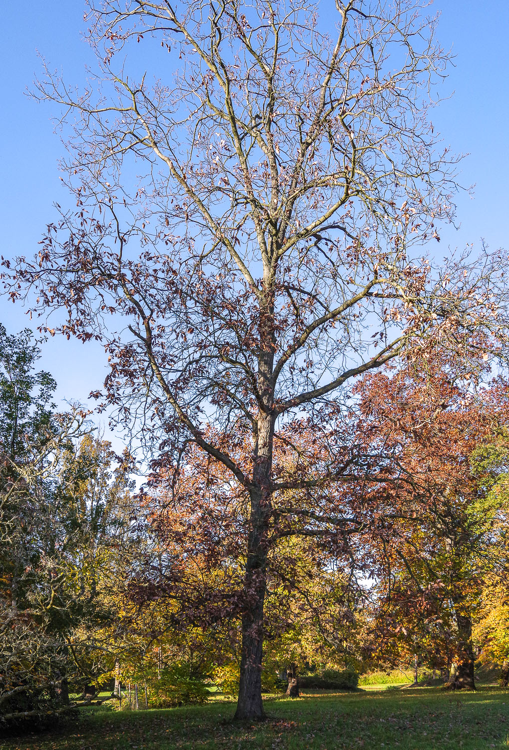 Quercus castaneifolia - Wörlitzer Park - Okt. 2021