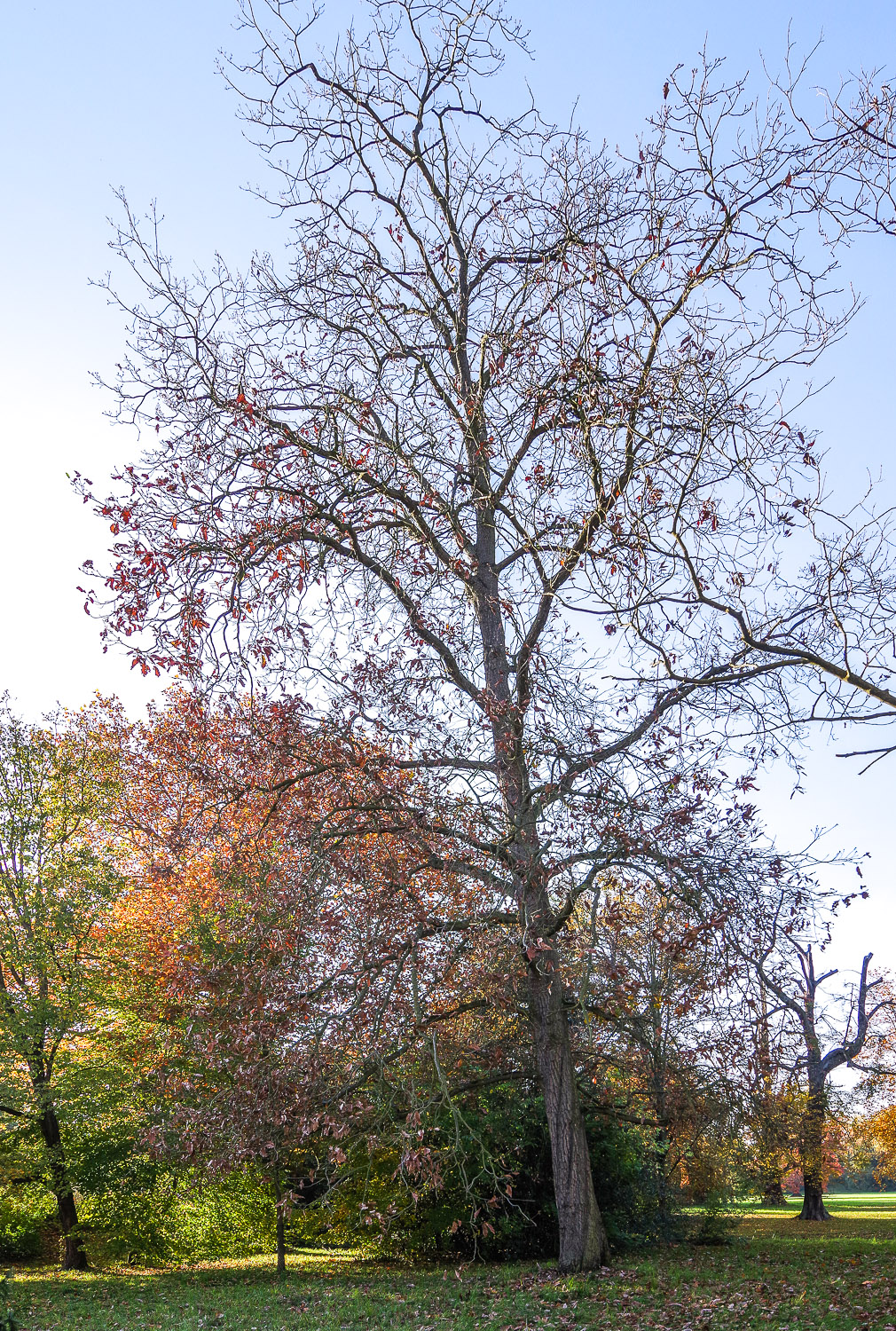 Quercus castaneifolia - Wörlitzer Park - Okt. 2021