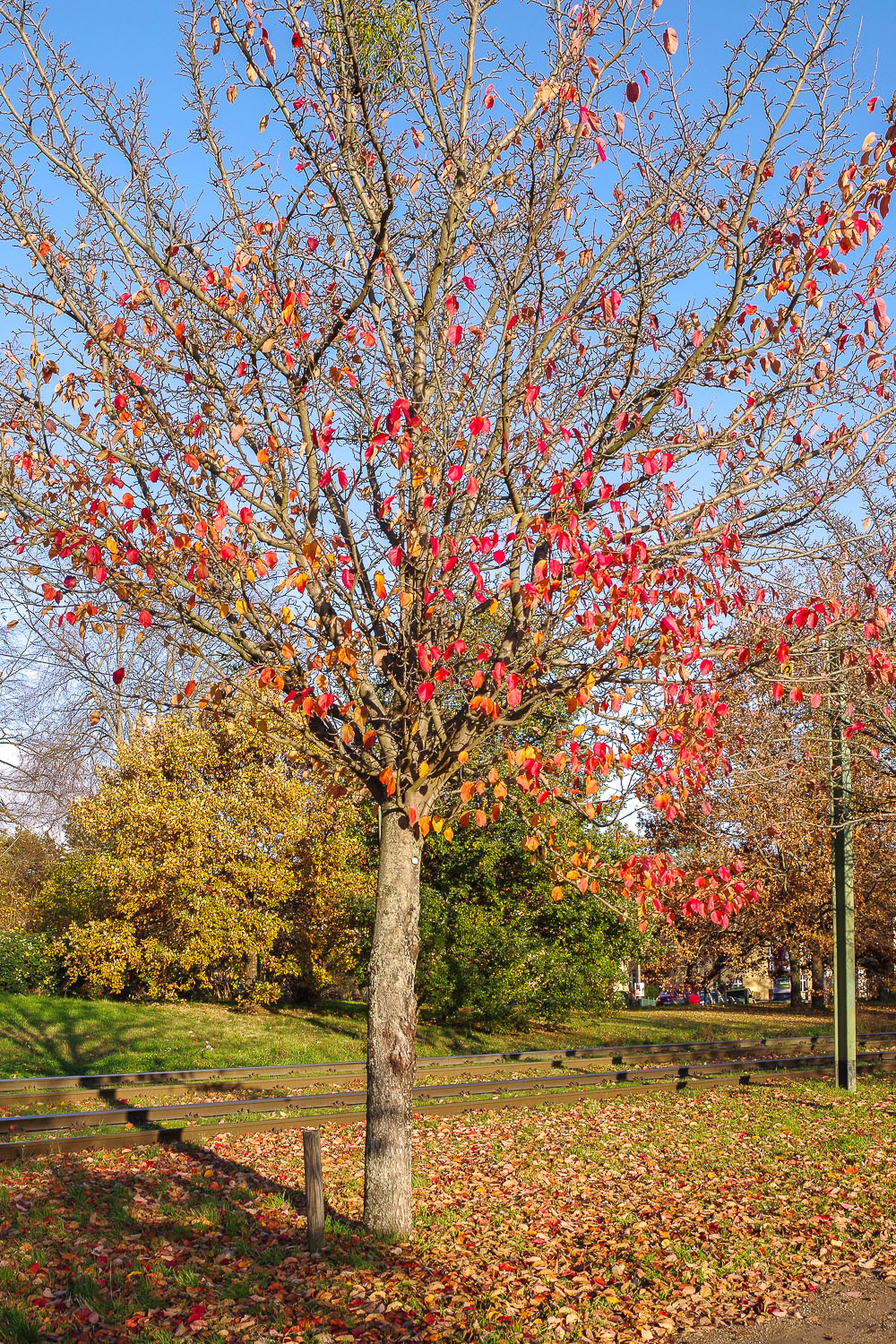 Malus ioensis - Potsdam - Nov. 2021