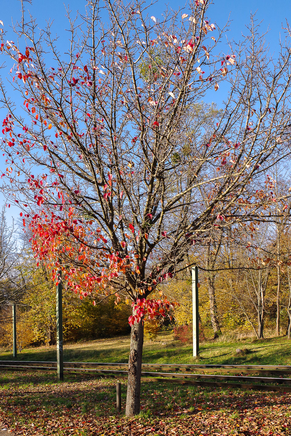 Malus ioensis - Potsdam - Nov. 2021