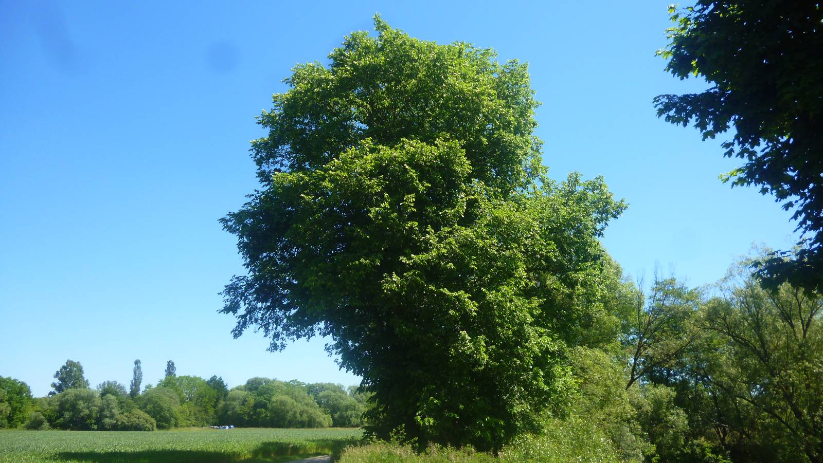 Ulmus laevis - Schwaig - Juni 2021