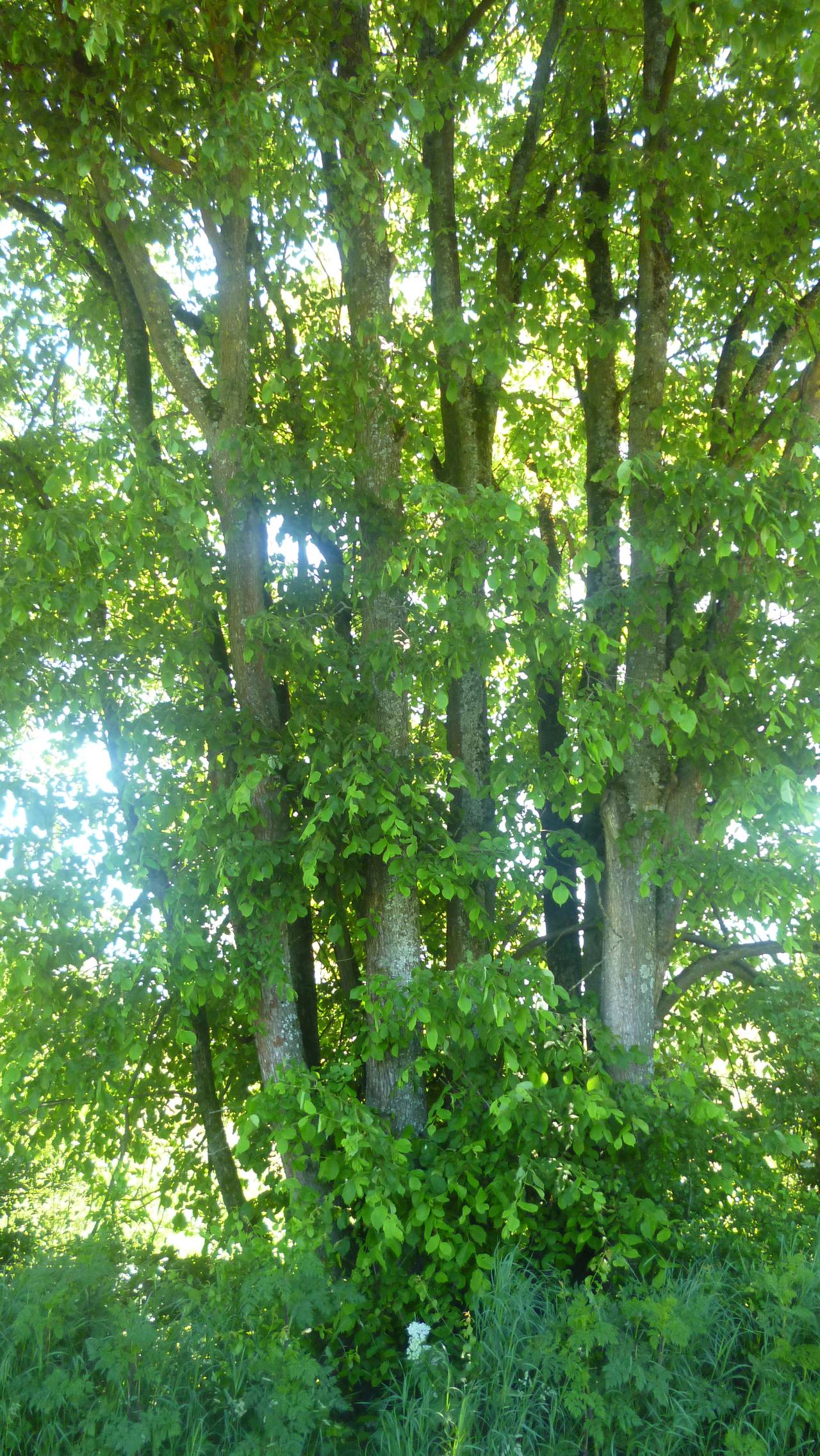 Ulmus laevis - Schwaig - Juni 2021
