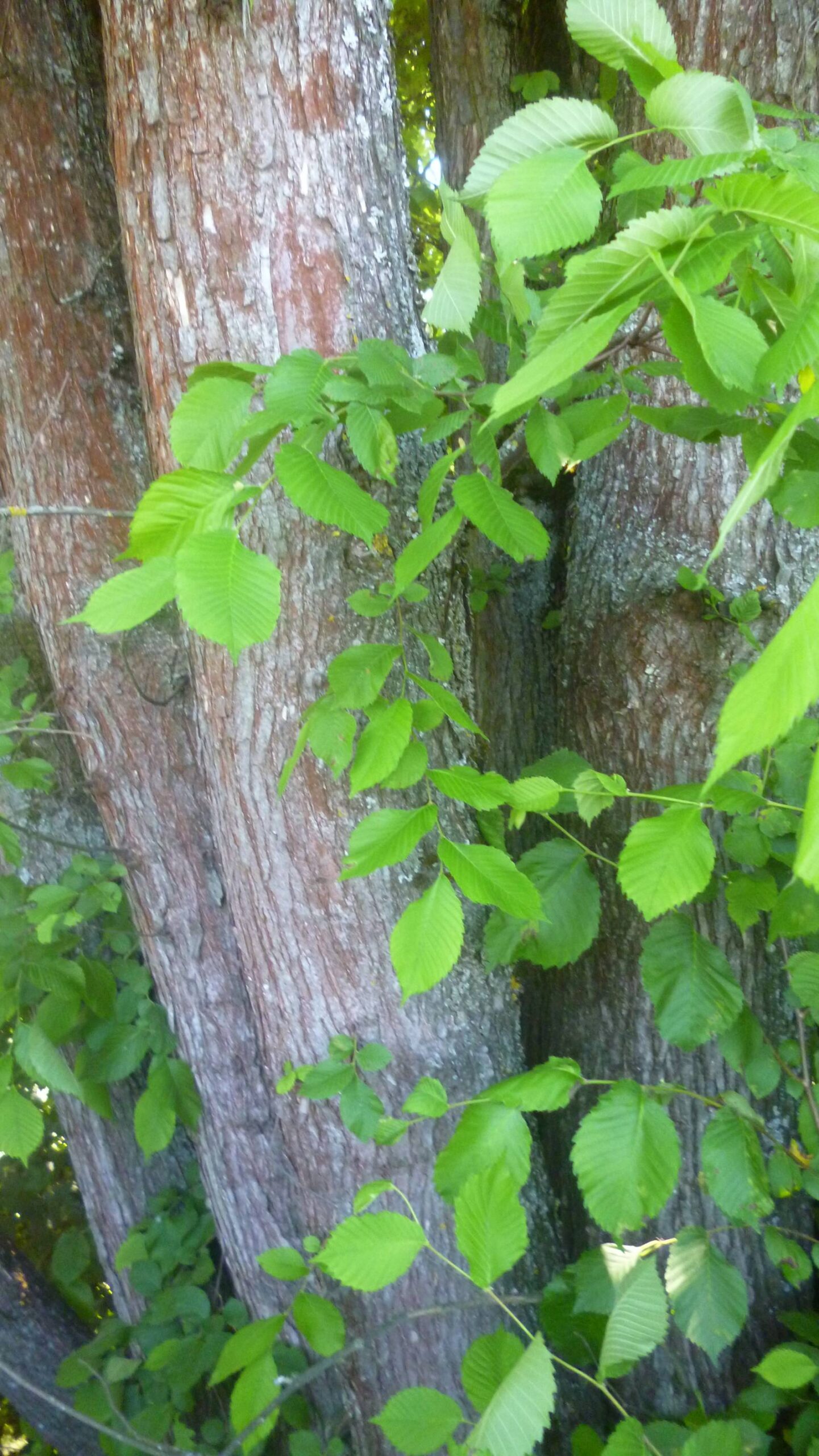 Ulmus laevis - Schwaig - Juni 2021