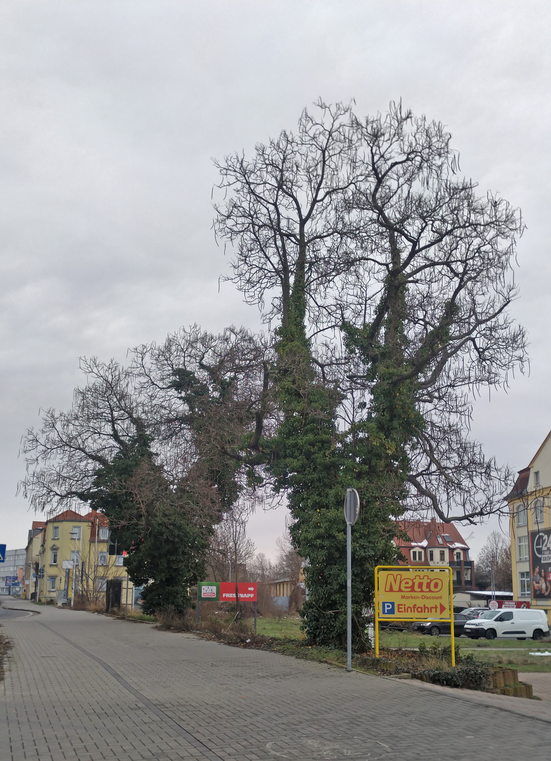 Catalpa bignonioides - Meißen - Jan. 2023
