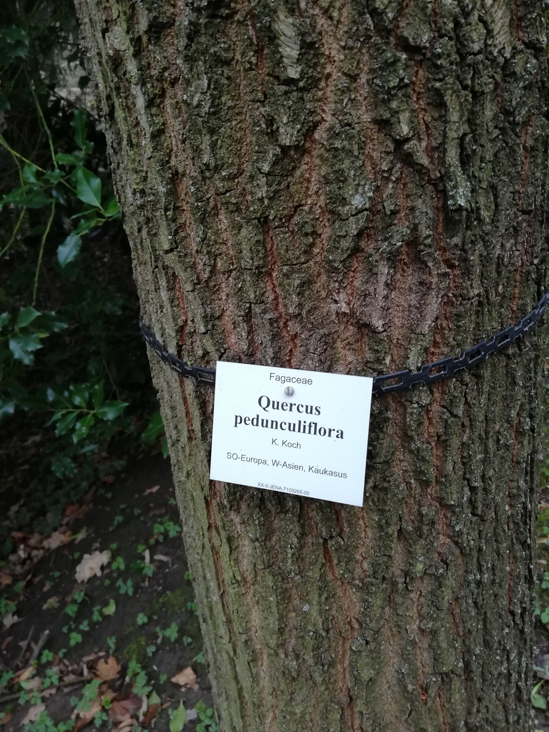 Quercus robur subsp. Pedunculiflora - Jena - März 2020