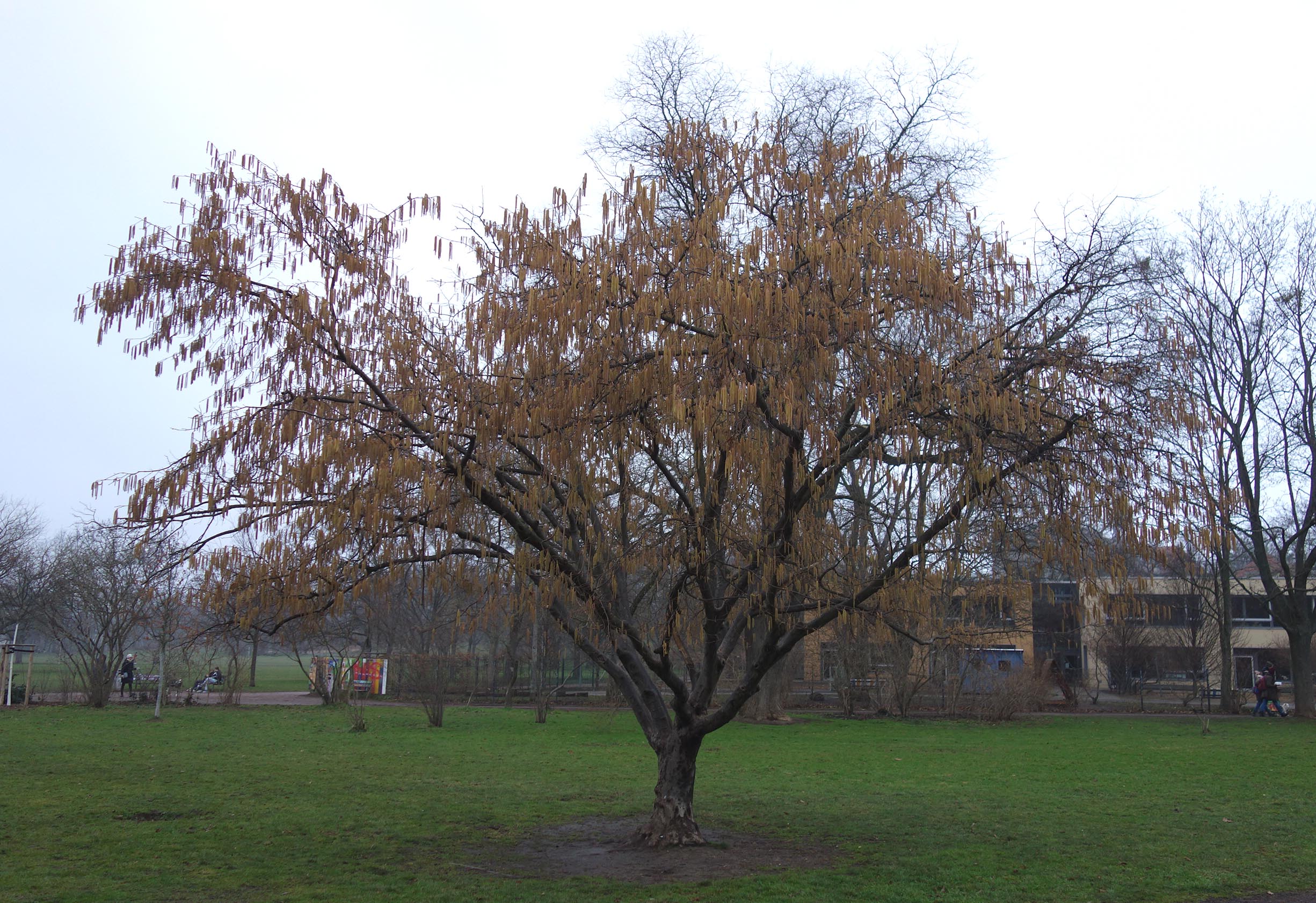 Corylus chinensis - Dresden Alaunpark - Febr. 2023
