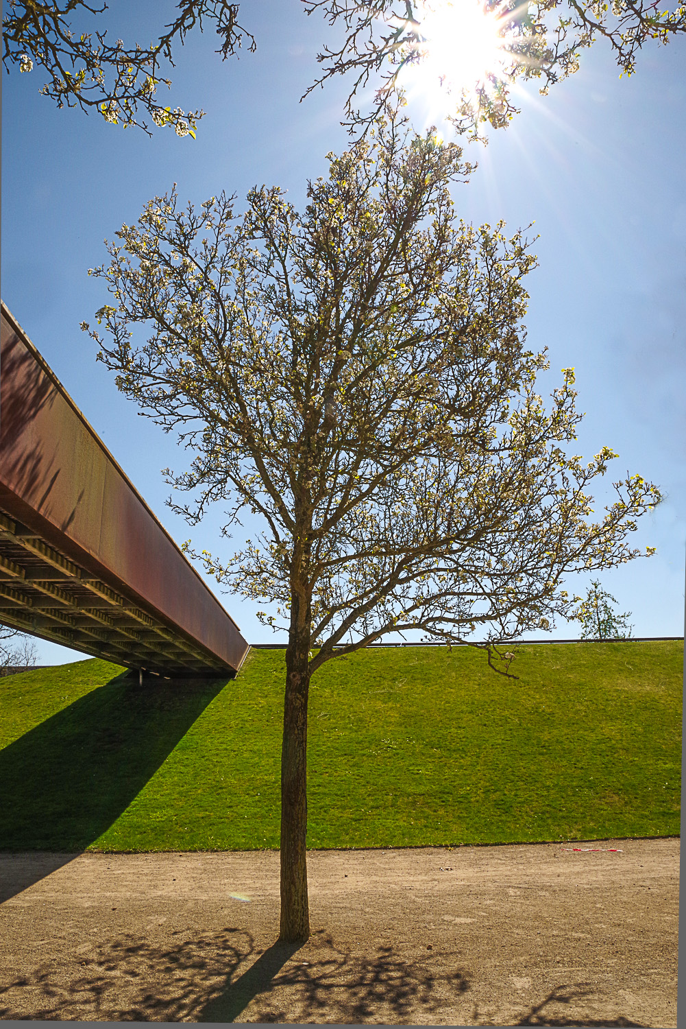 Pyrus calleryana - Potsdam - April 2021