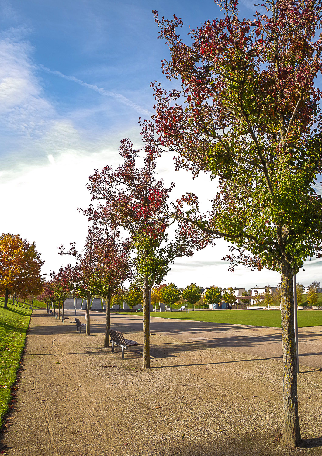 Pyrus calleryana - Potsdam - April 2021