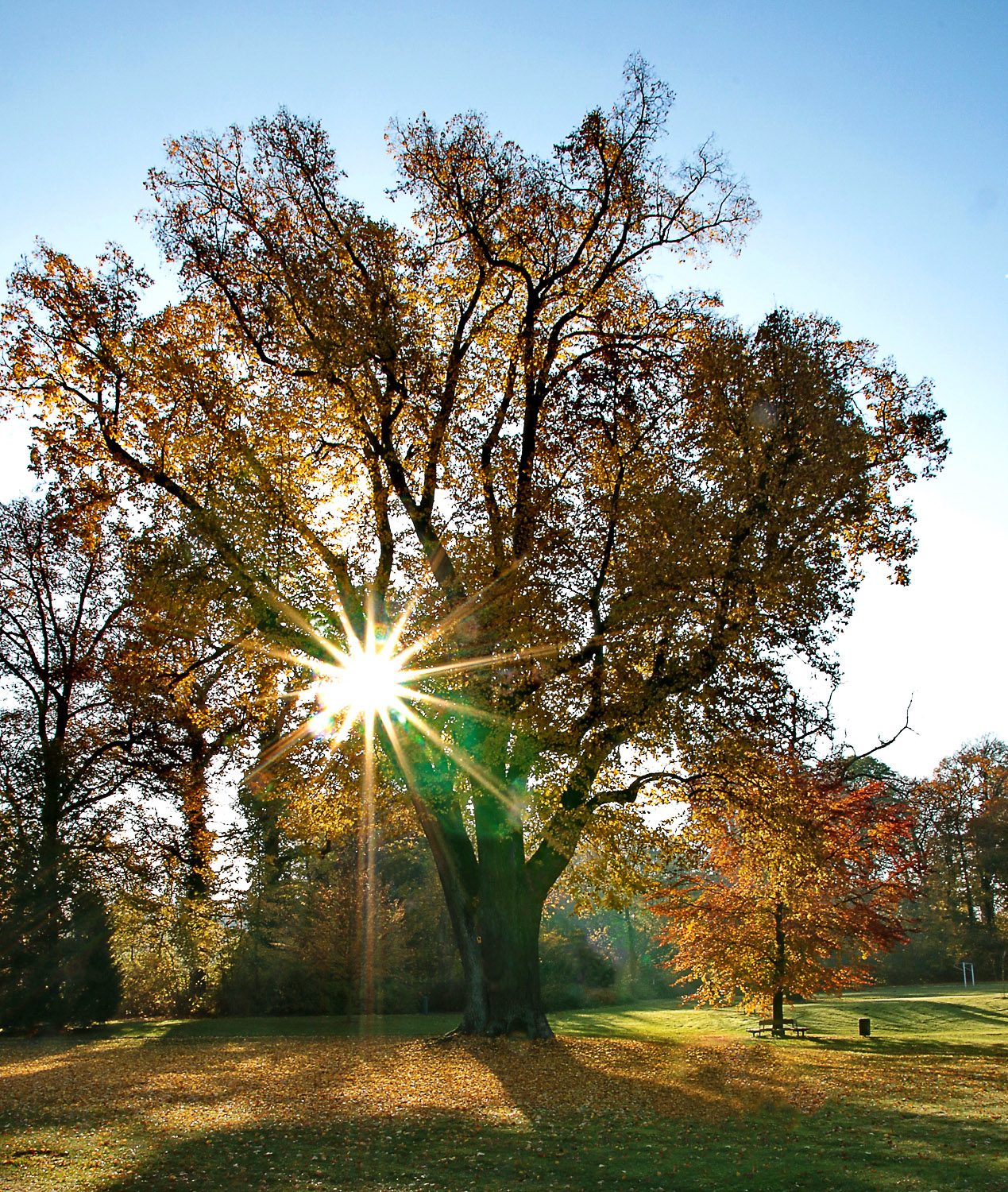 Tilia × europaea - Jahnsfelde - Febr. 2019