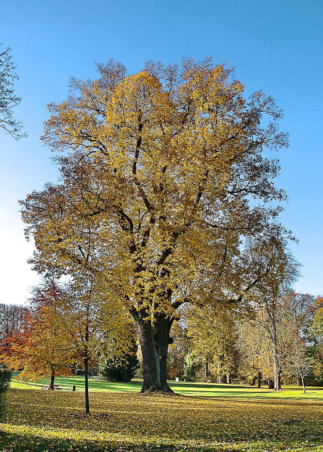 Tilia × europaea - Jahnsfelde - Febr. 2019