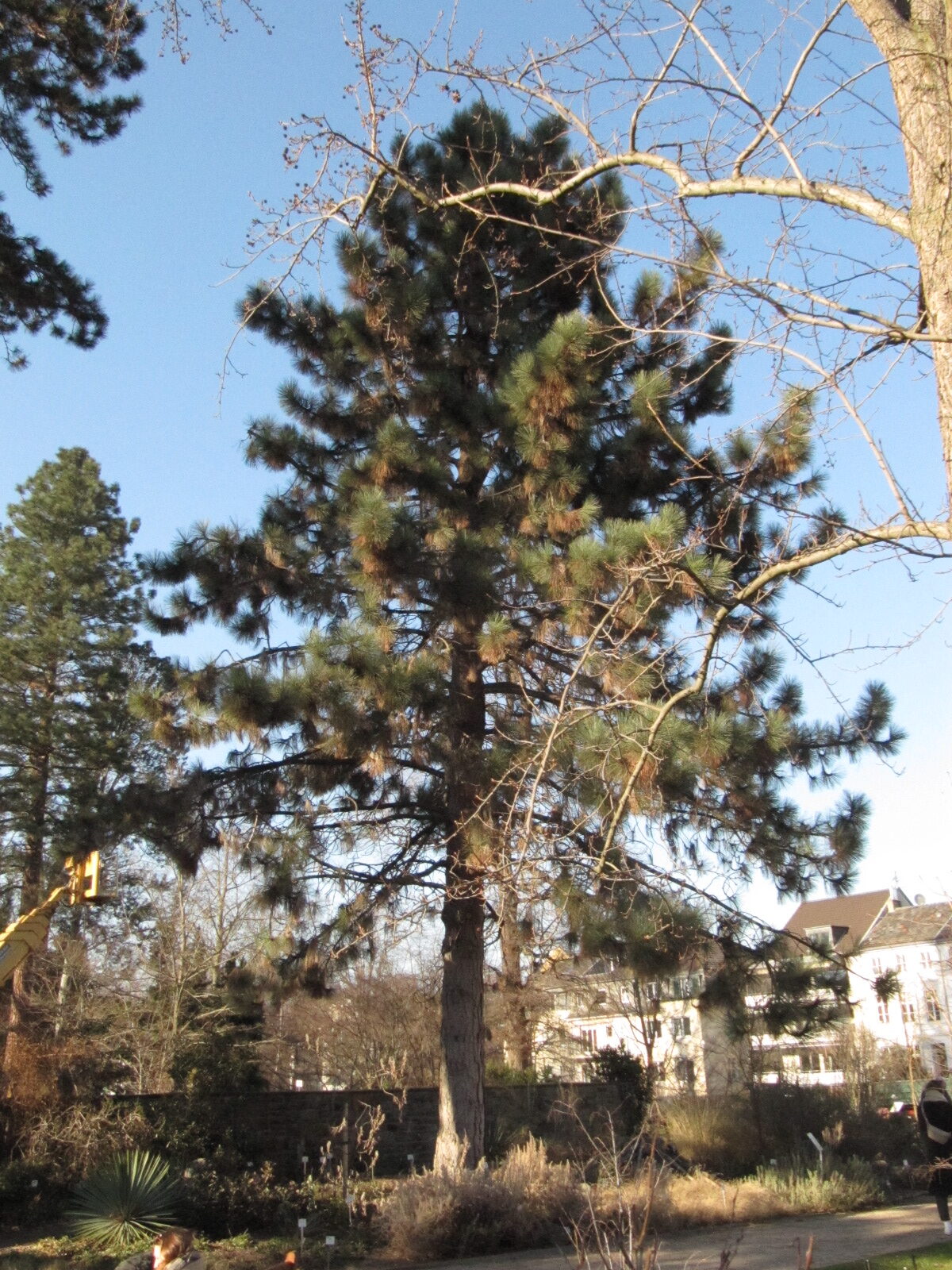 Pinus coulteri - Bonn - Febr. 2023