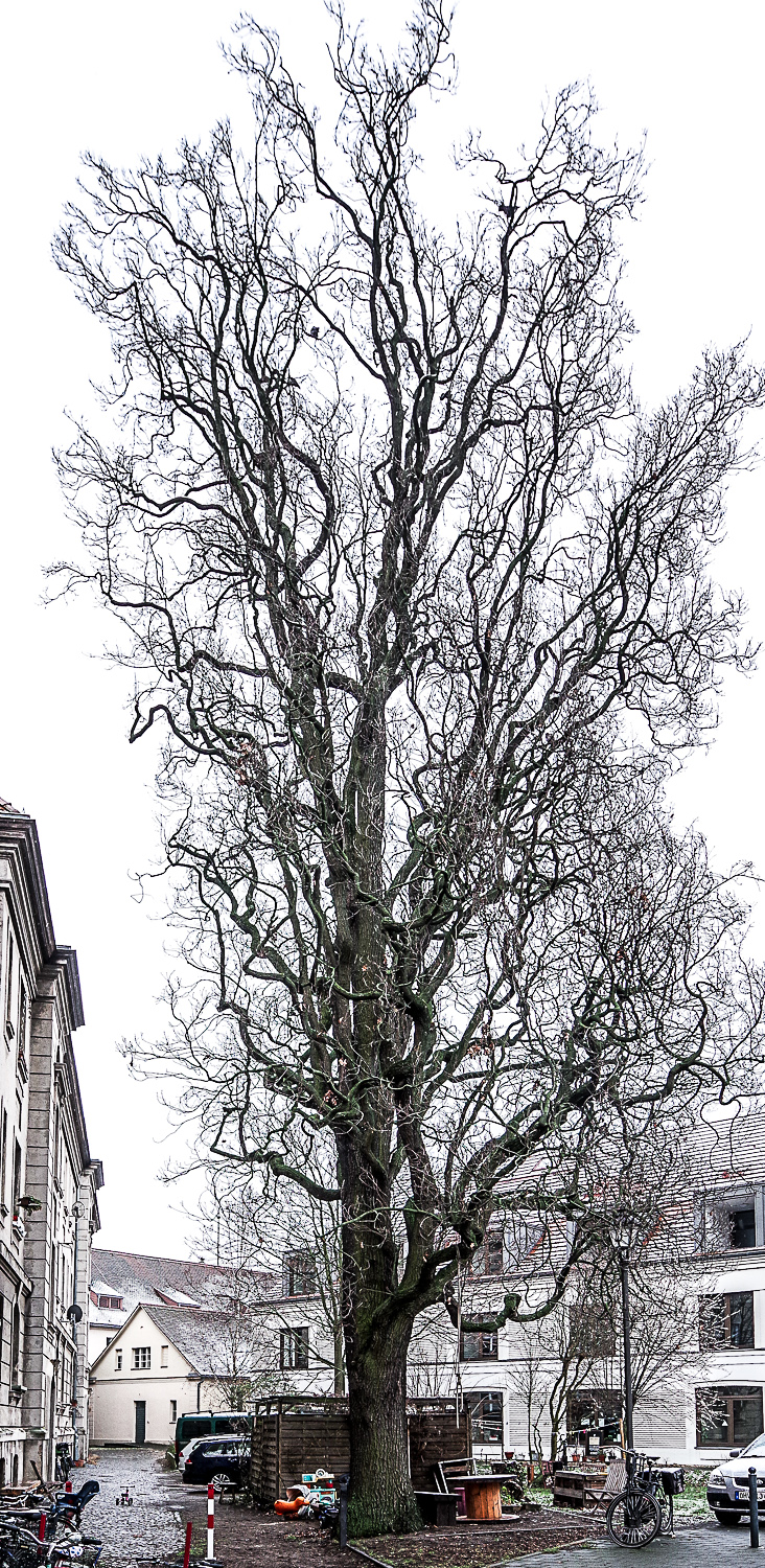 Quercus robur Fastigiata-Gruppe 'Fastigiata Tortuosa' - Potsdam - März 2023