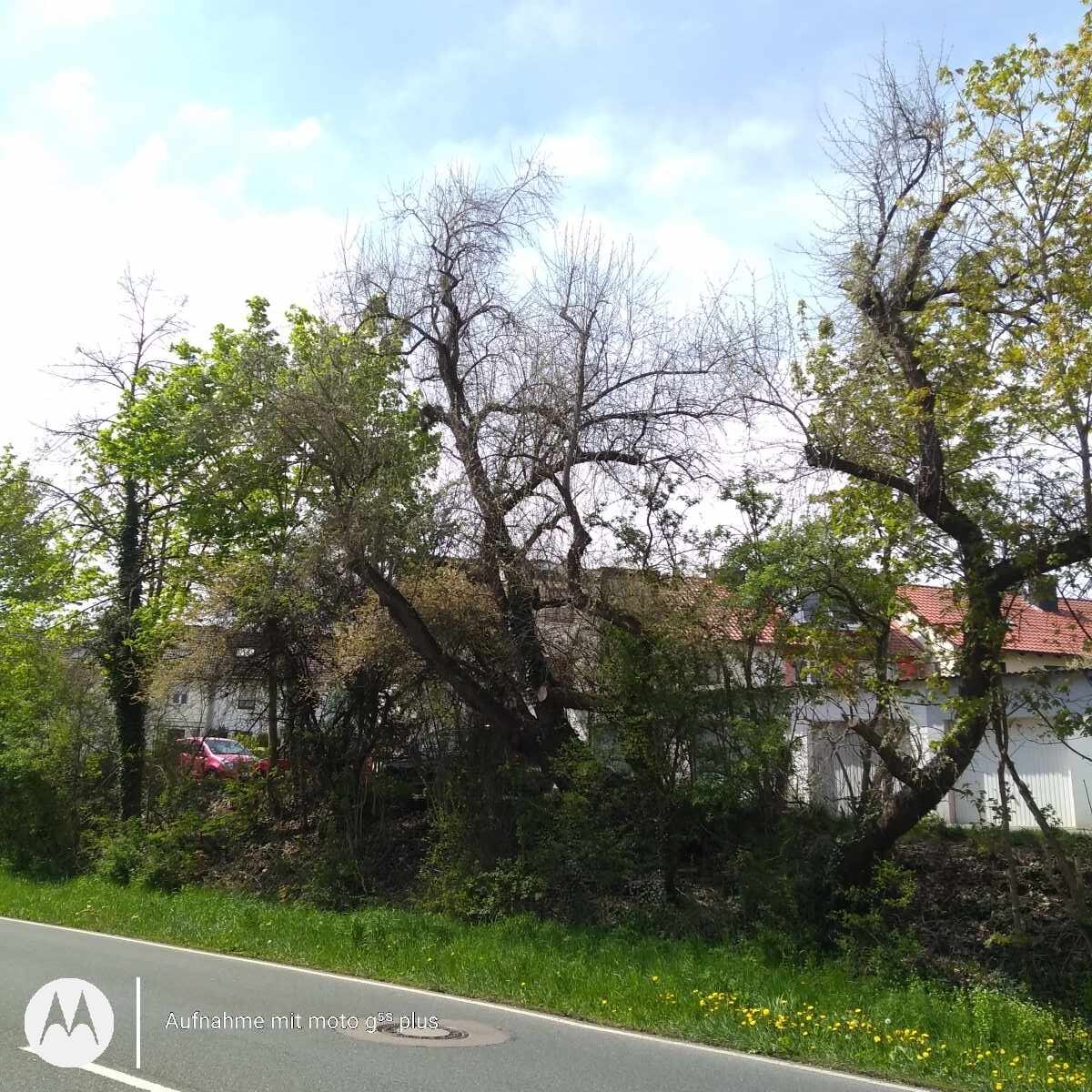 Elaeagnus angustifolia - Schwabach - April 2022