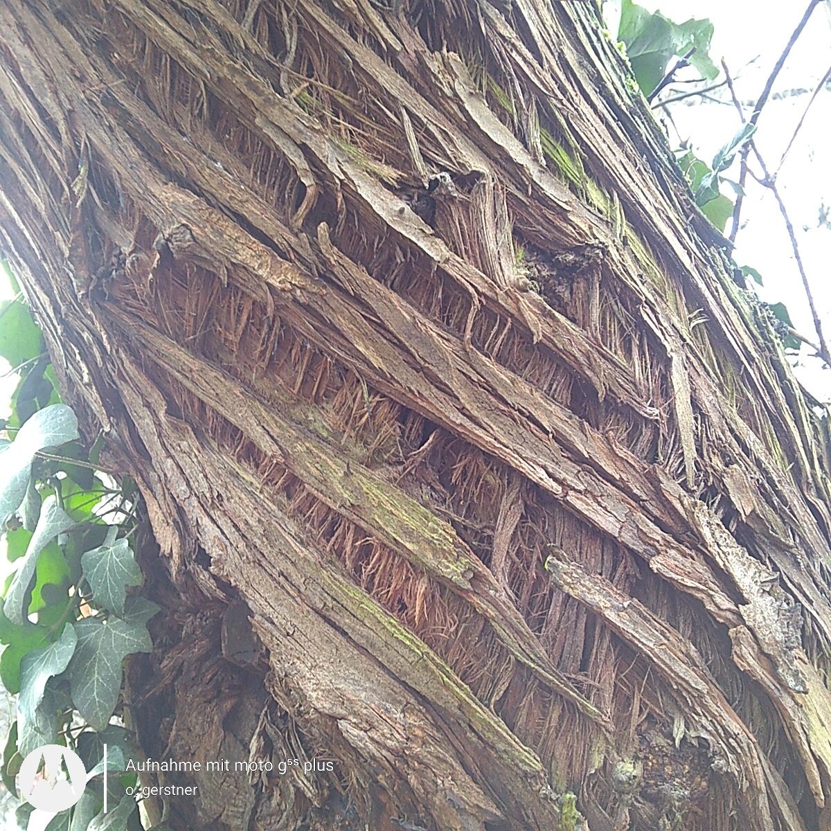 Elaeagnus angustifolia - Schwabach - April 2022