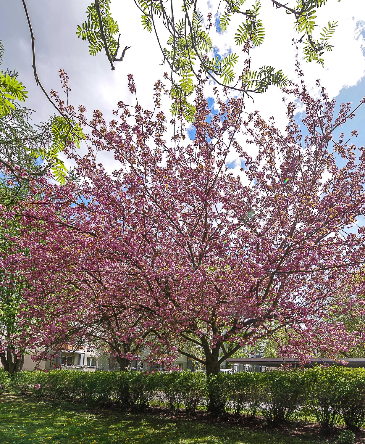 Prunus serrulata - Potsdam - April 2023