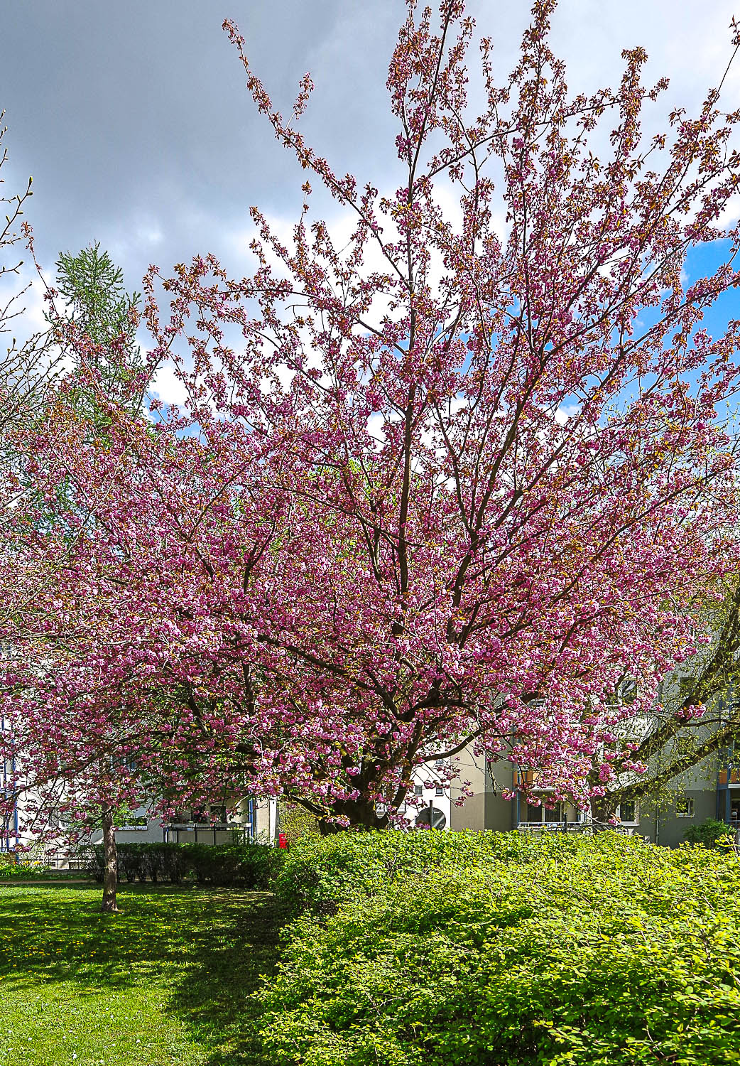 Prunus serrulata - Potsdam - April 2023