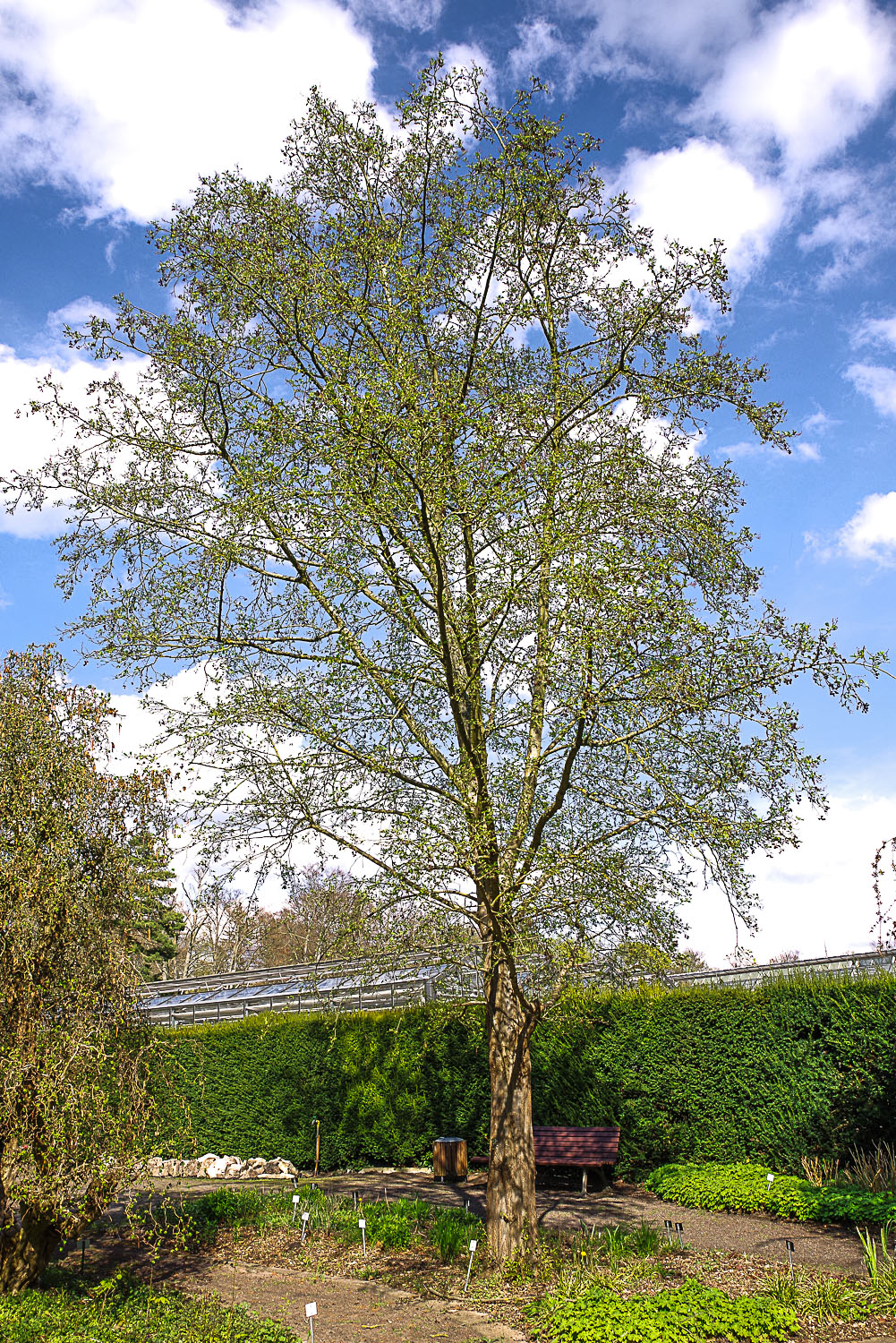 Alnus incana 'Laciniata' - Potsdam - April 2023
