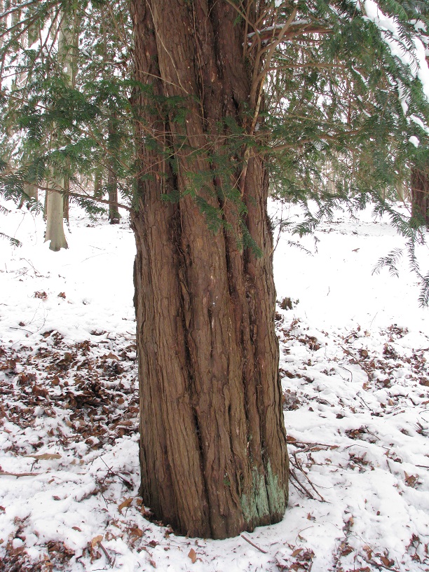 Taxus baccata - NSG Veronikaberg - Nov. 2021