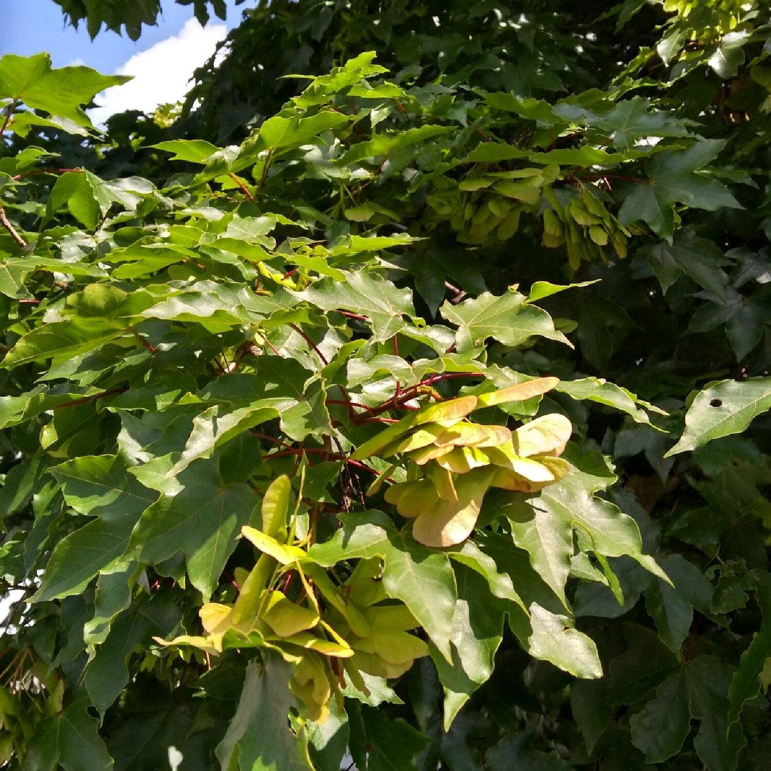 Acer × zoeschense - Unterfarrnbach - Früchte Juli 2021