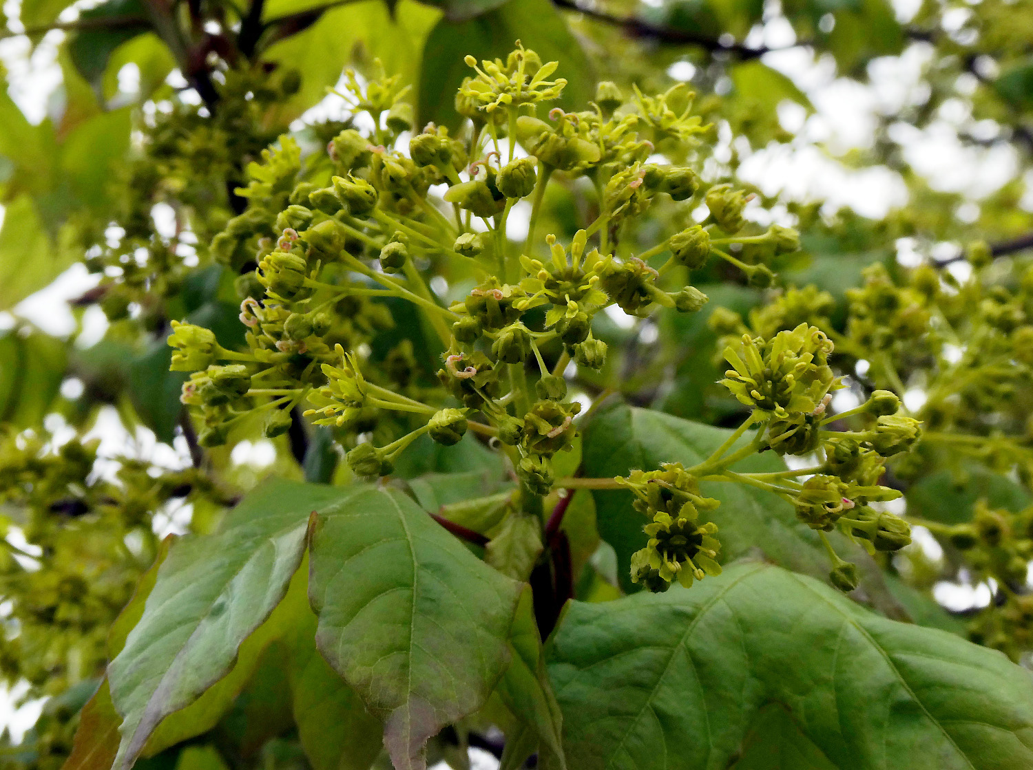 Acer × zoeschense - Unterfarrnbach - Blüte und Blattaustrieb April 2023