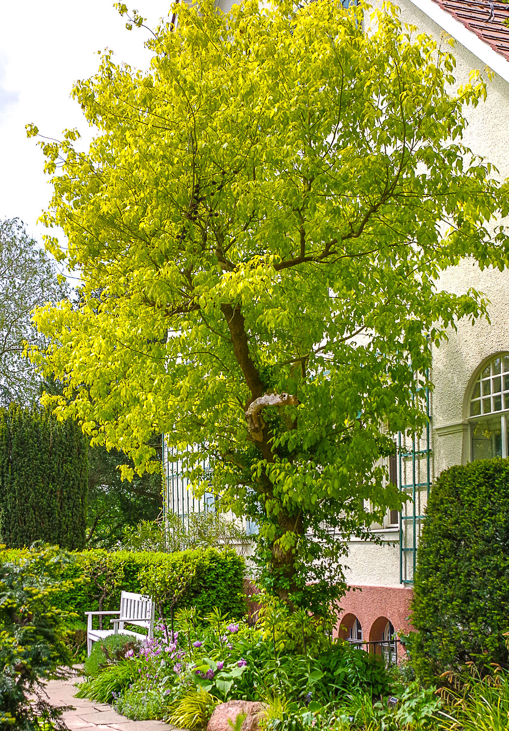 Acer negundo 'Odessanum' - Potsdam - Mai 2023