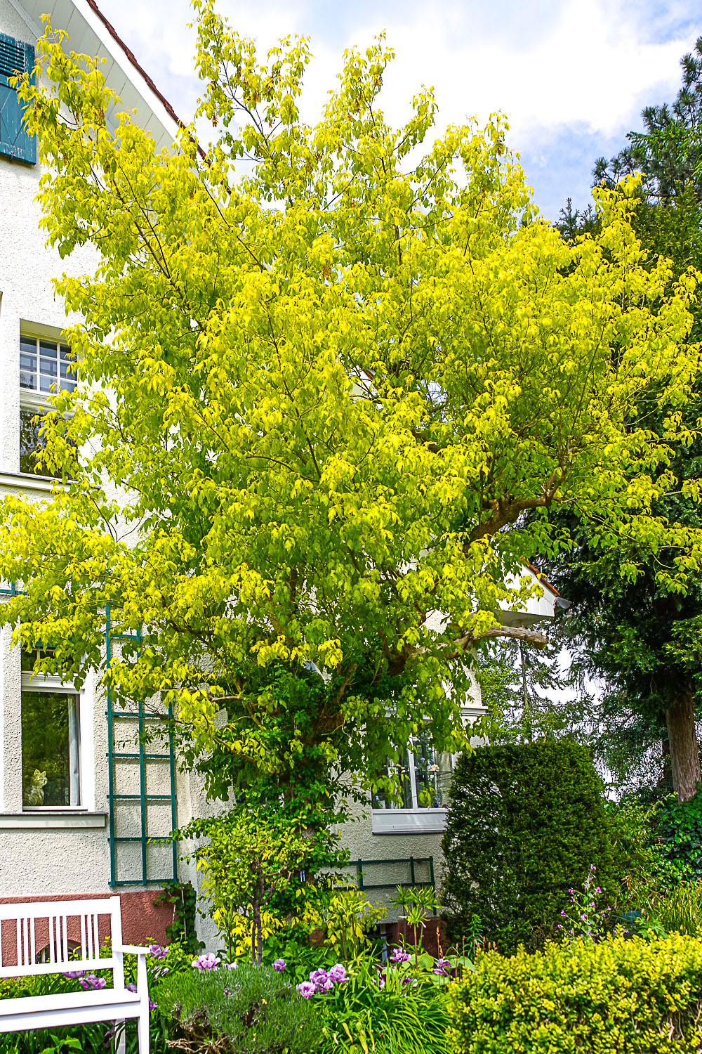 Acer negundo 'Odessanum' - Potsdam - Mai 2023