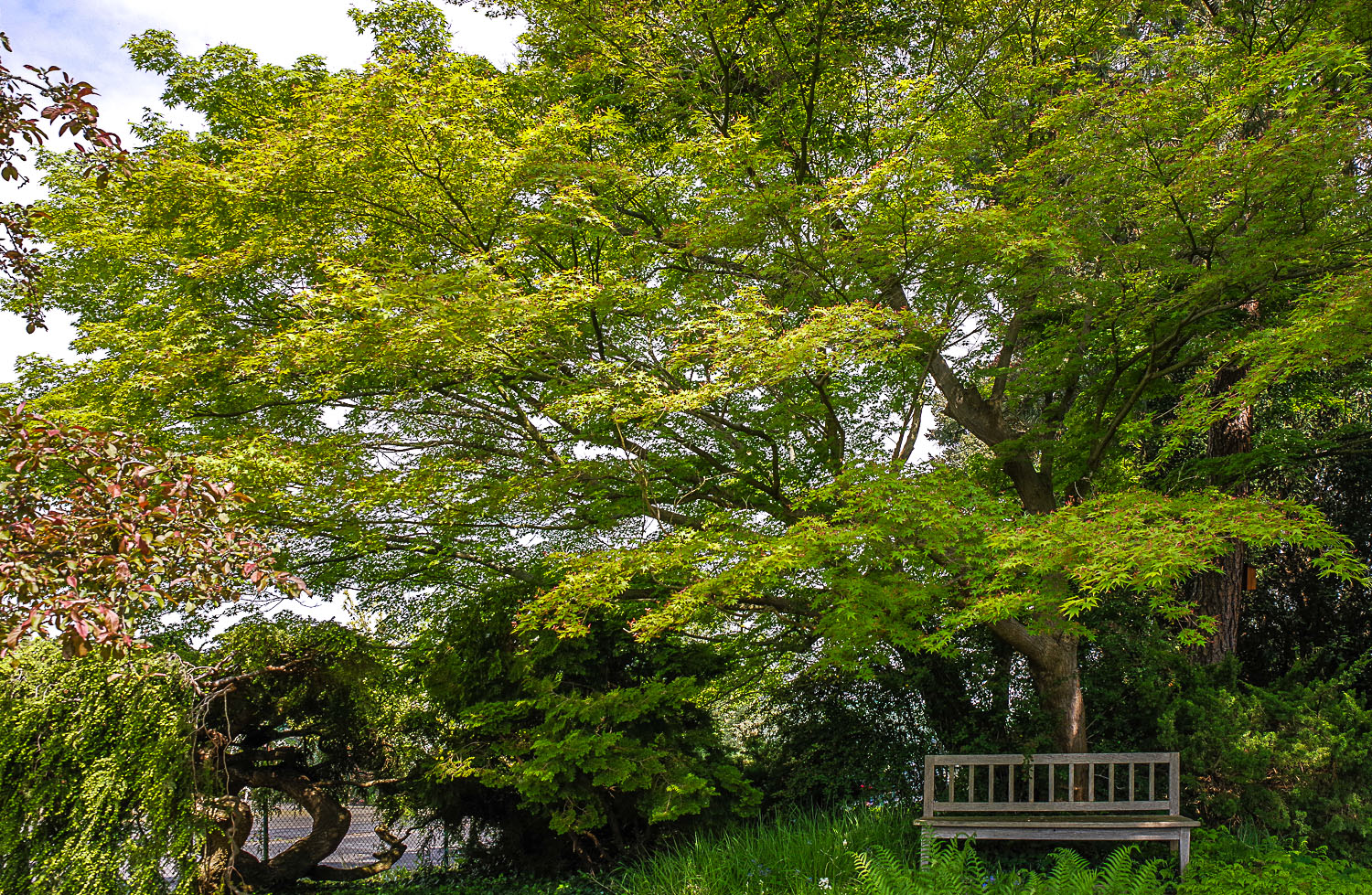 Acer palmatum 'Autumn Glory' - Potsdam - April 2023