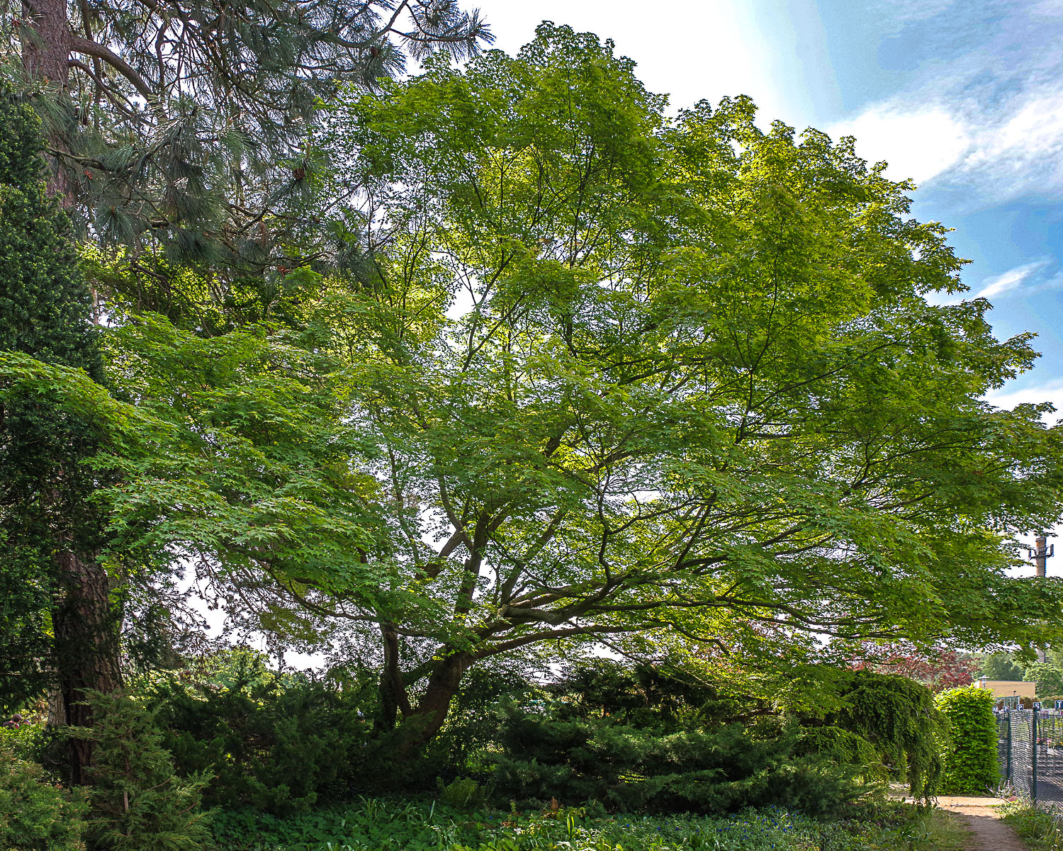 Acer palmatum 'Autumn Glory' - Potsdam - April 2023
