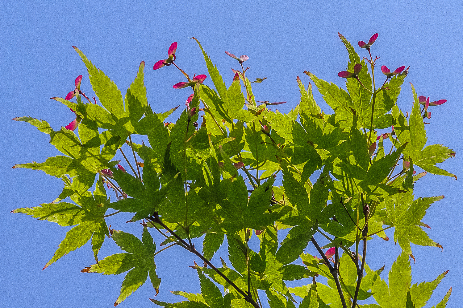 Acer palmatum 'Autumn Glory' - Potsdam - April 2023