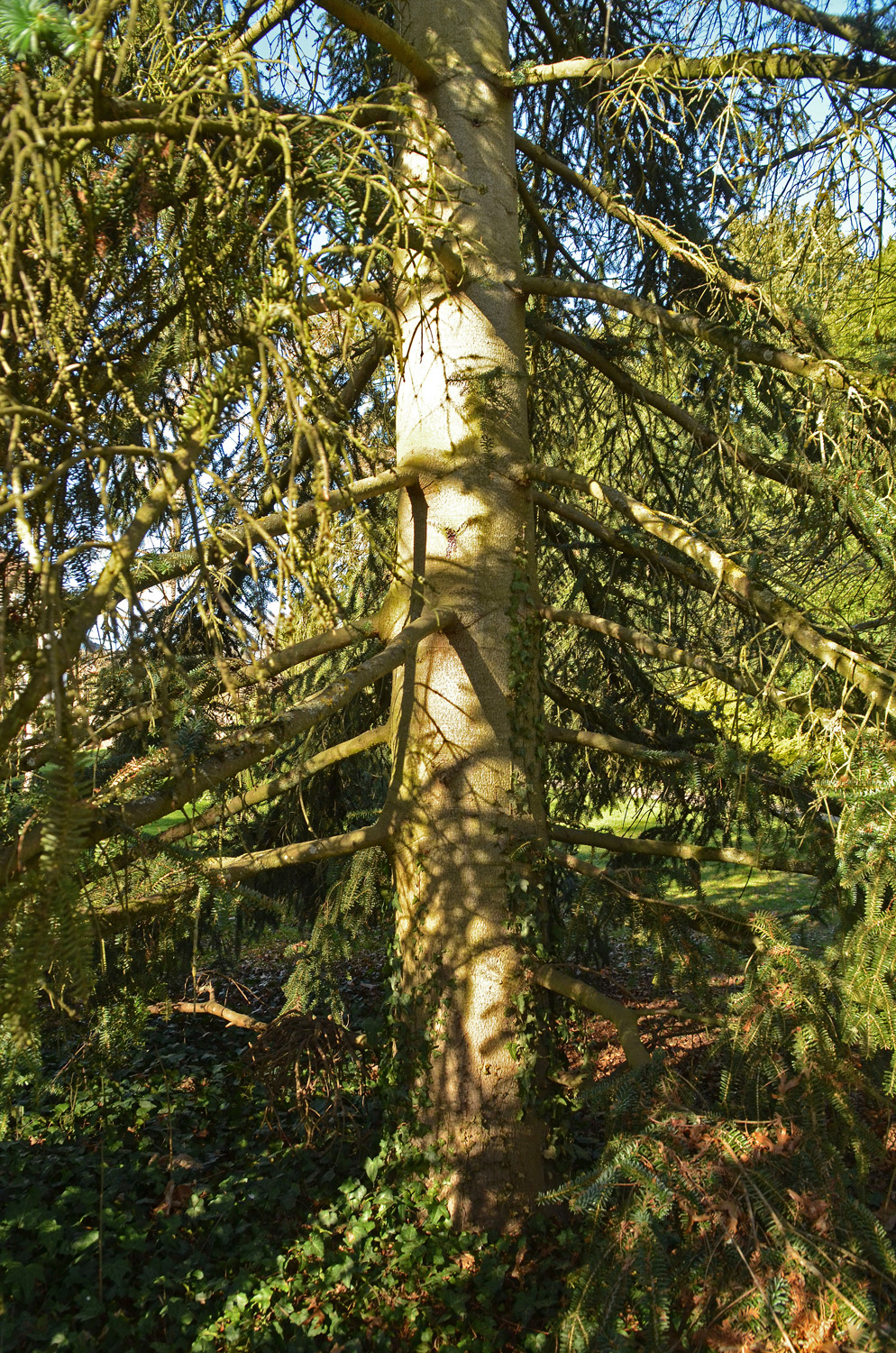 Abies pinsapo 'Kelleris' - Stuttgart-Hohenheim - Februar 2023
