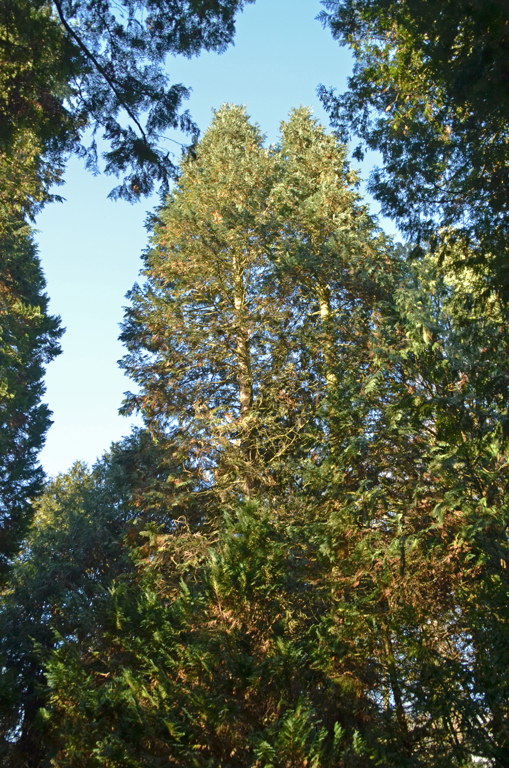 Chamaecyparis lawsoniana 'Alumii' - Stuttgart-Hohenheim - Februar 2023