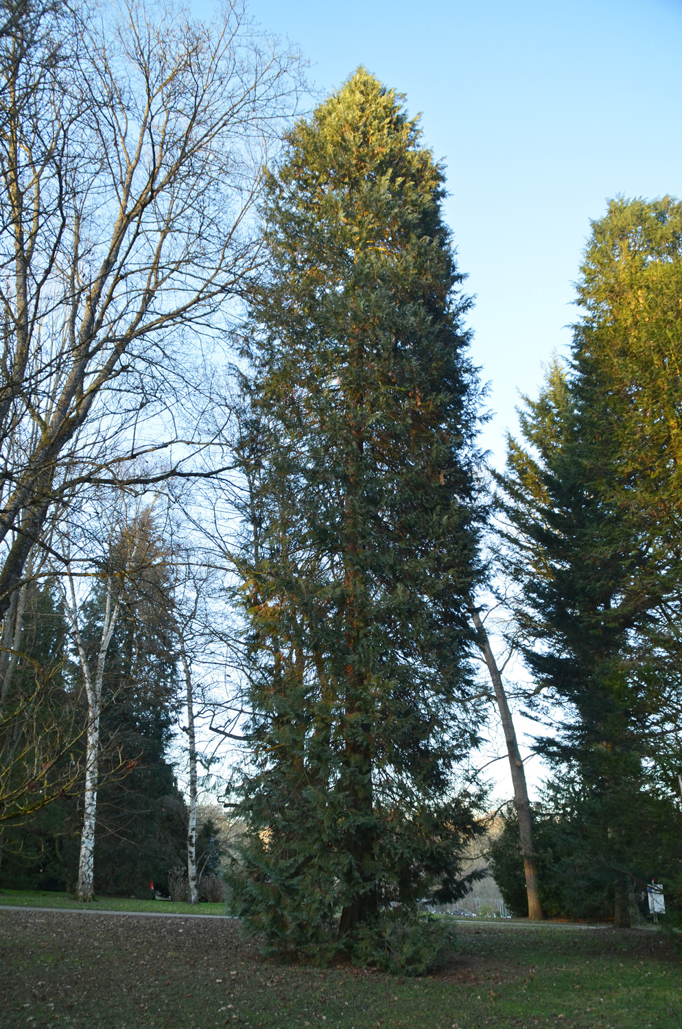 Chamaecyparis lawsoniana 'Glauca Elegans' - Stuttgart-Hohenheim - Februar 2023