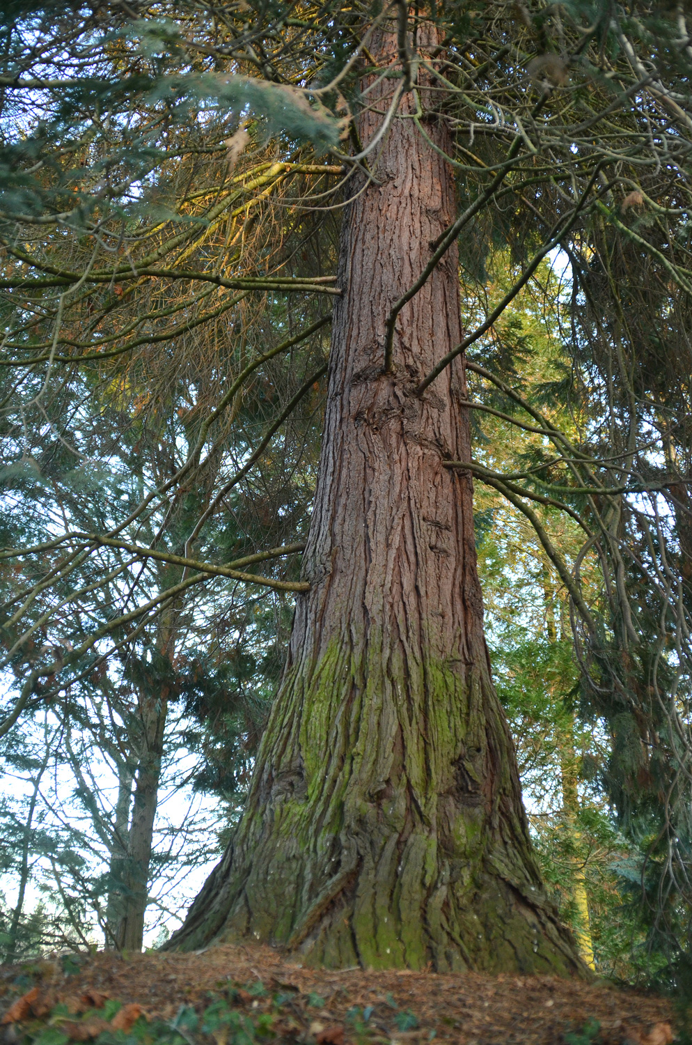 Chamaecyparis lawsoniana 'Glauca Elegans' - Stuttgart-Hohenheim - Februar 2023