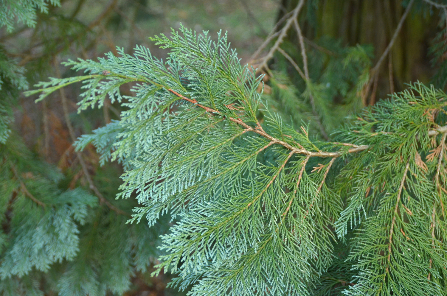 Chamaecyparis lawsoniana 'Glauca Elegans' - Stuttgart-Hohenheim - Februar 2023