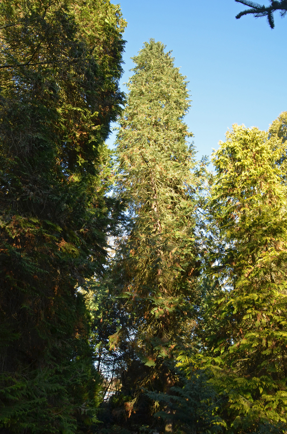 Chamaecyparis lawsoniana 'Glauca Veitch' - Stuttgart-Hohenheim - Februar 2023