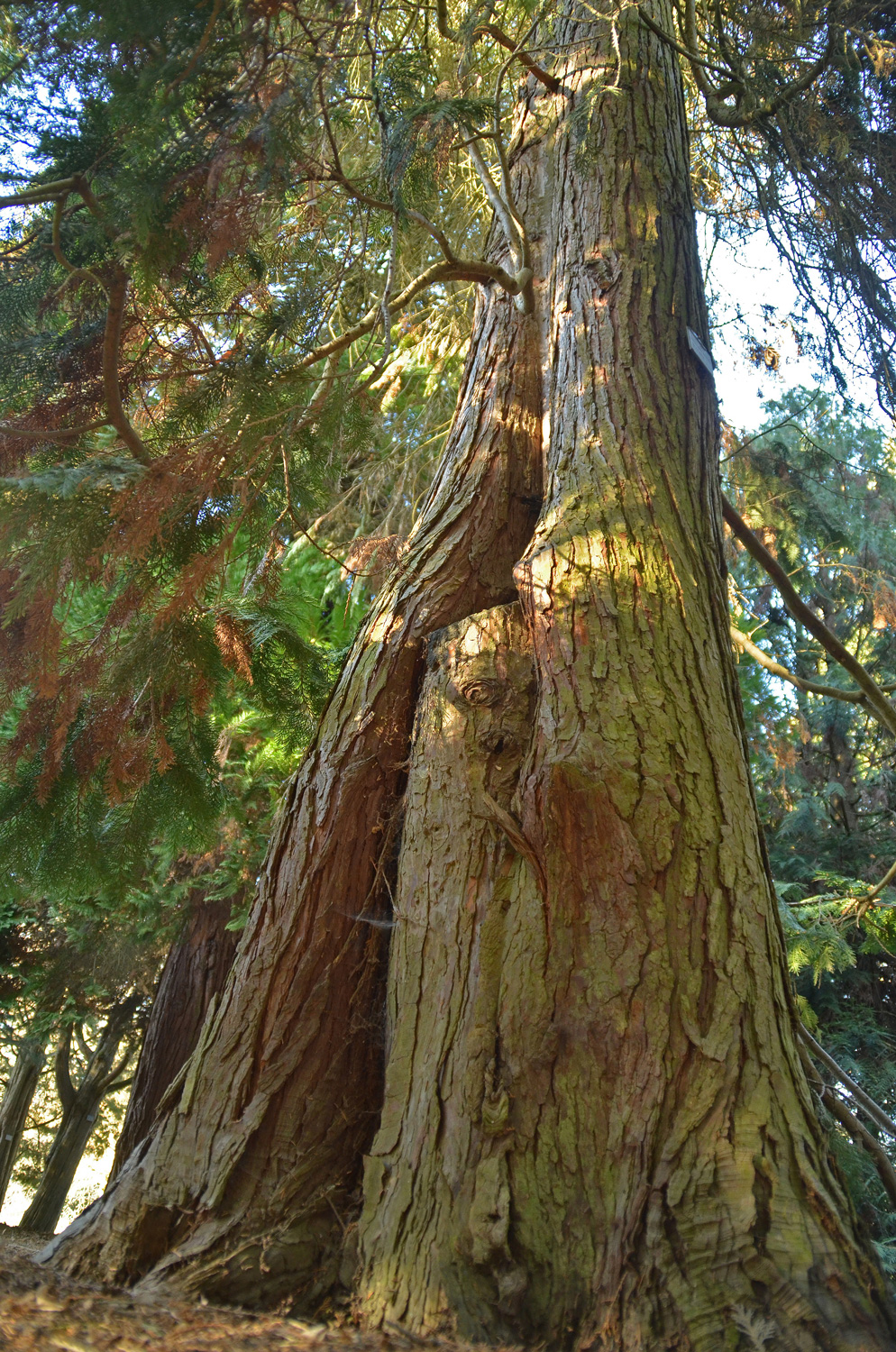 Chamaecyparis lawsoniana 'Glauca Veitch' - Stuttgart-Hohenheim - Februar 2023