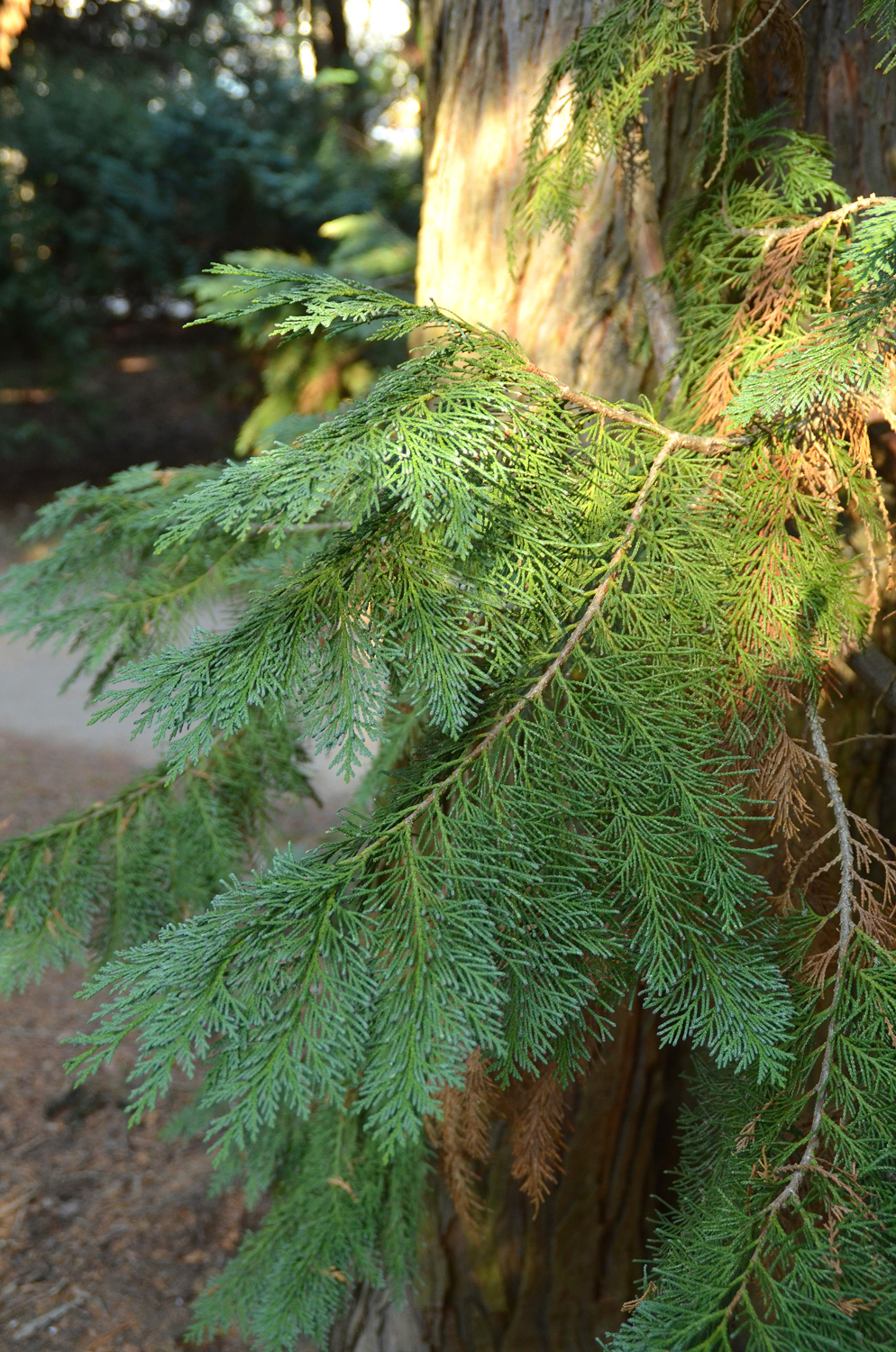 Chamaecyparis lawsoniana 'Glauca Veitch' - Stuttgart-Hohenheim - Februar 2023