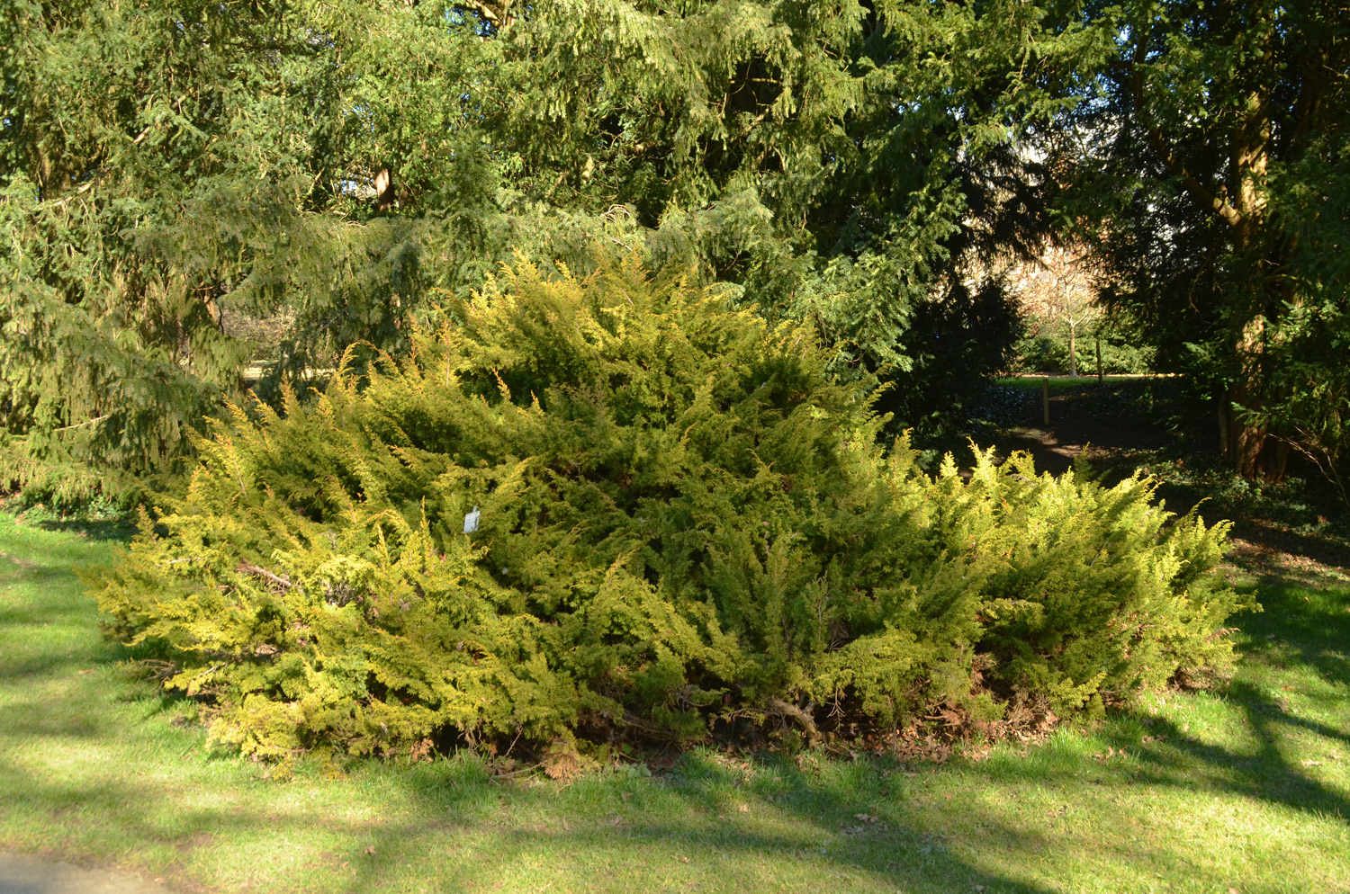 Juniperus chinensis 'Plumosa Aureoveriagata' - Stuttgart-Hohenheim - Februar 2023