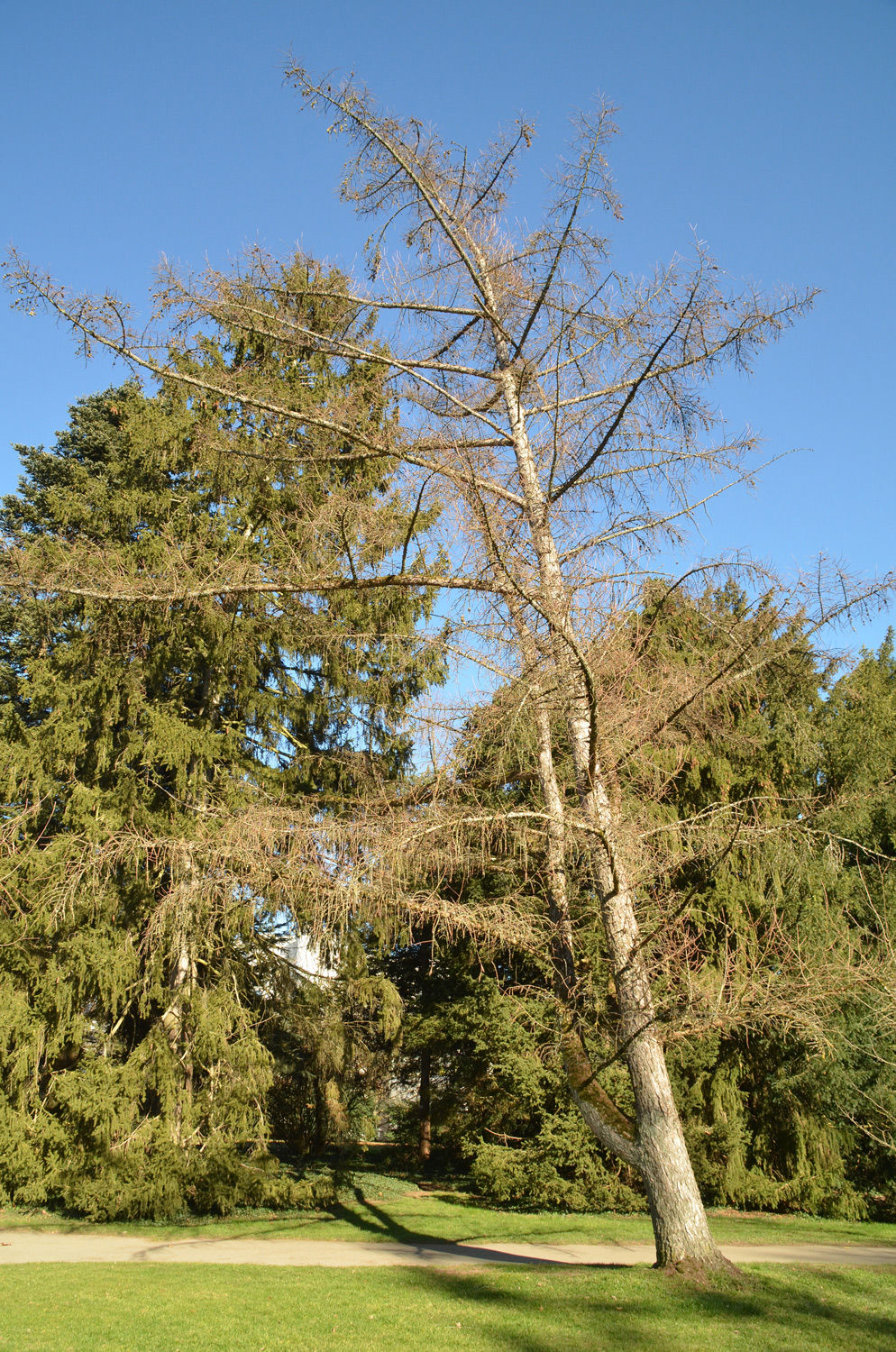 Larix gmelinii var. Japonica - Stuttgart-Hohenheim - Februar 2023