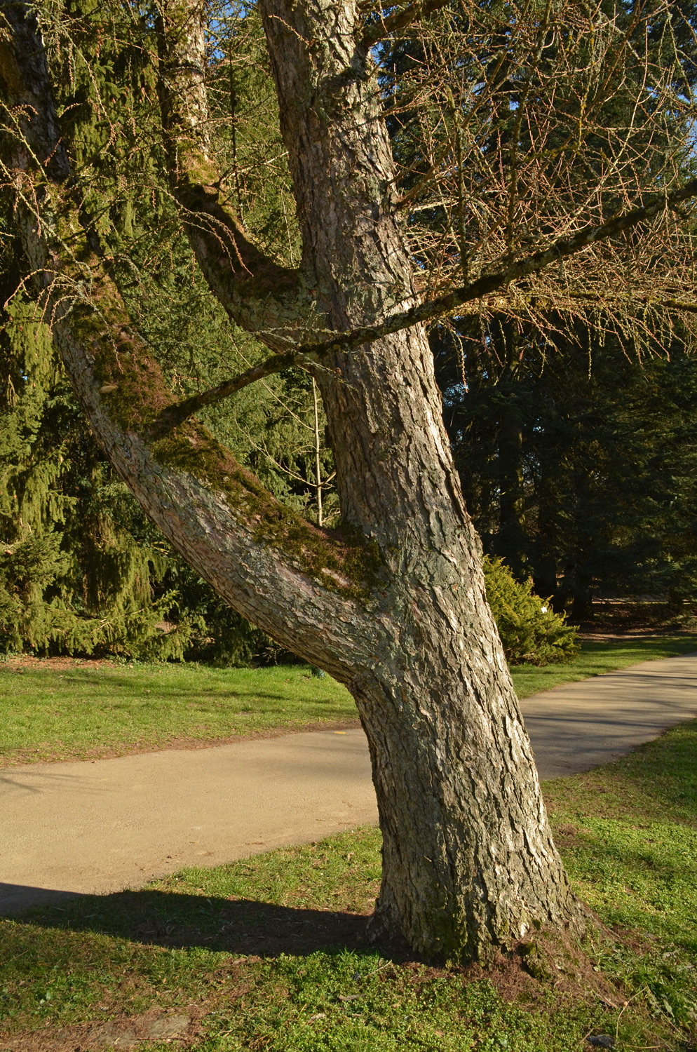 Larix gmelinii var. Japonica - Stuttgart-Hohenheim - Februar 2023