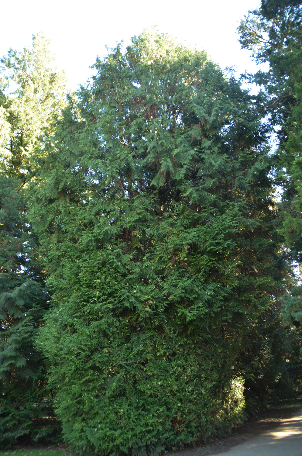Thujopsis dolabrata 'Variegata' - Stuttgart-Hohenheim - Februar 2023
