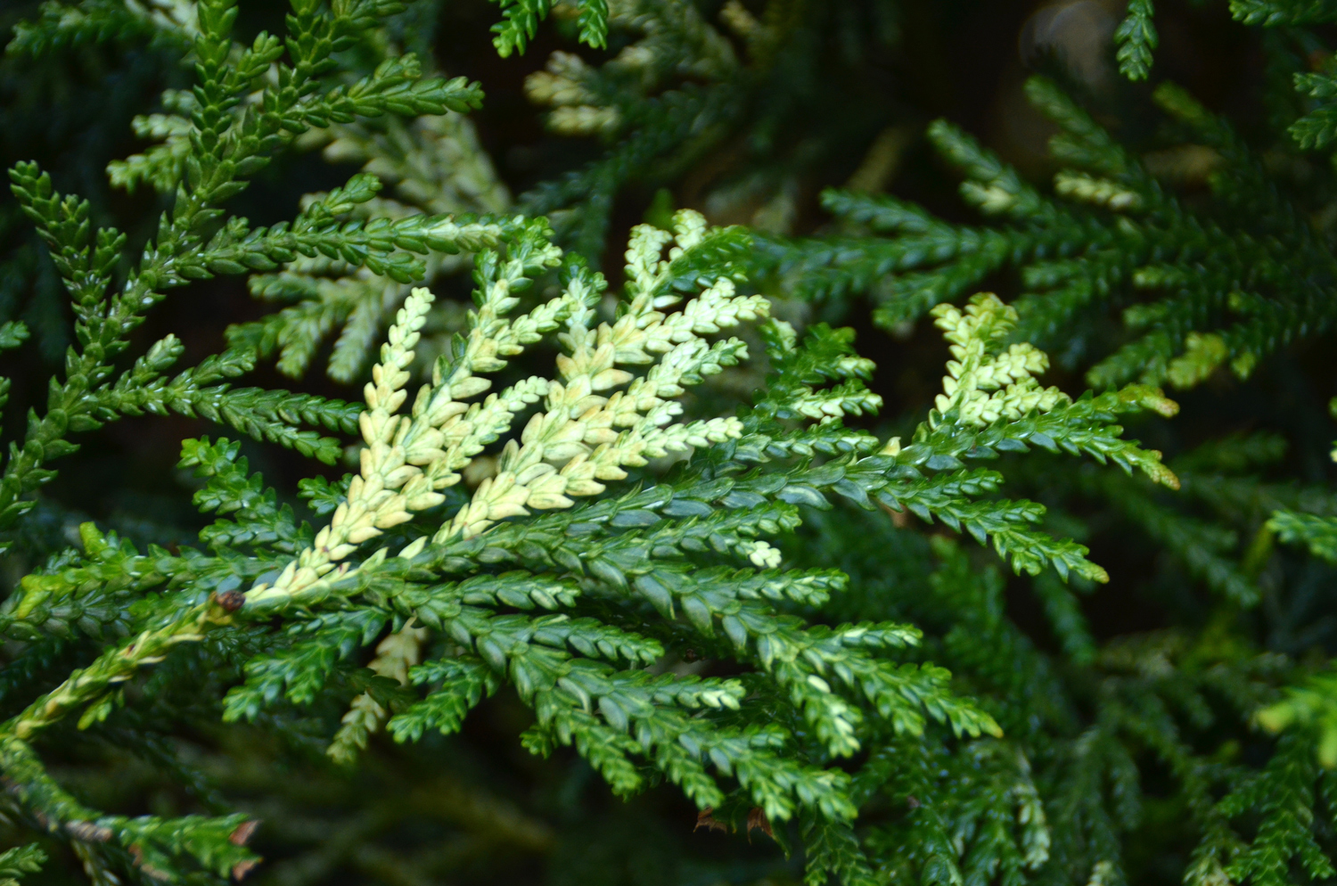 Thujopsis dolabrata 'Variegata' - Stuttgart-Hohenheim - Februar 2023