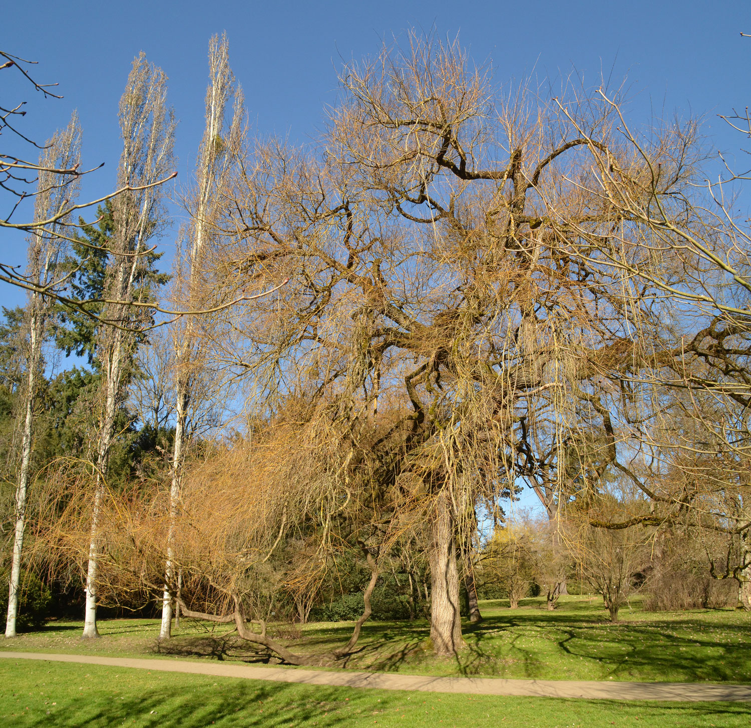 Salix pendulina f. salamonii - Stuttgart-Hohenheim - Februar 2023
