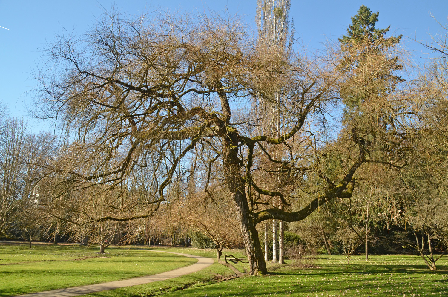 Salix pendulina f. salamonii - Stuttgart-Hohenheim - Februar 2023