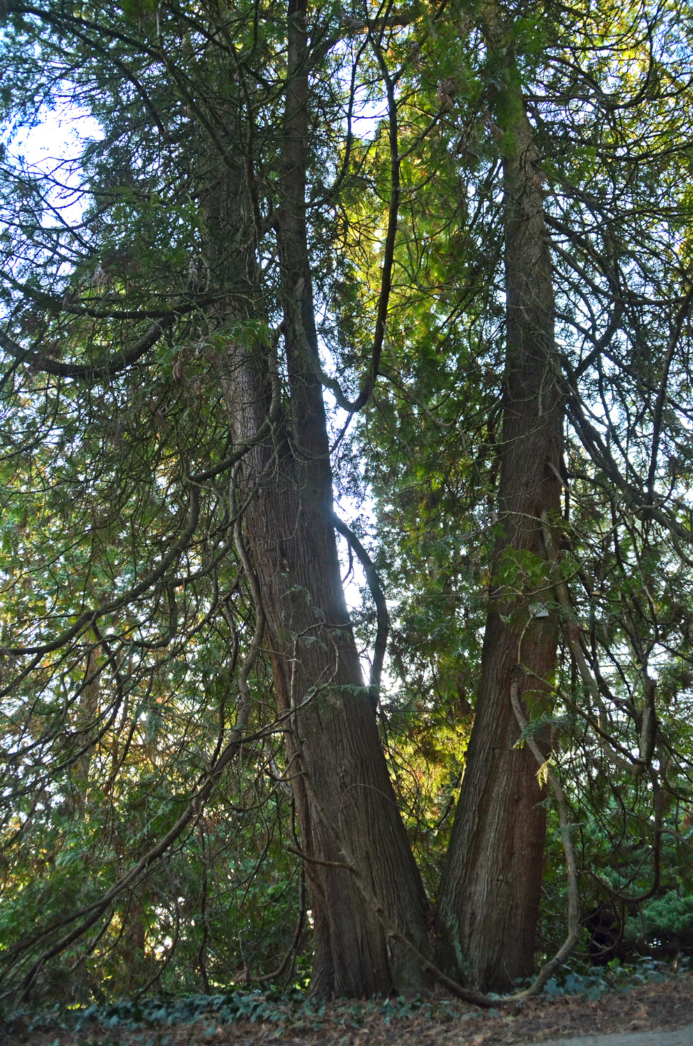 Thuja occidentalis 'Vervaeneana' - Stuttgart-Hohenheim - Febr. 2023