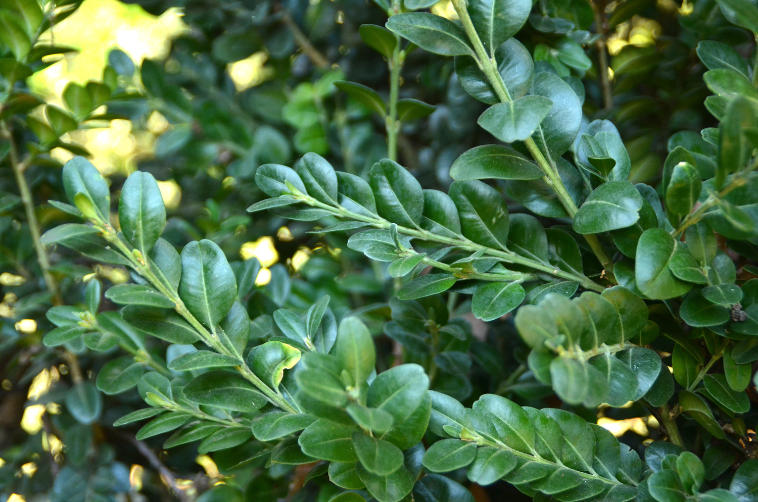 Buxus sempervirens 'Hollandia' - Stuttgart-Hohenheim - Febr. 2023