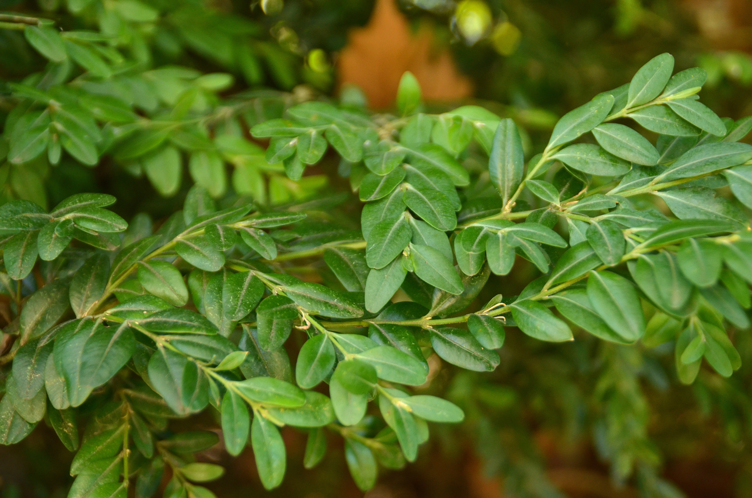 Buxus sempervirens 'Pendula' - Stuttgart-Hohenheim - Febr. 2023